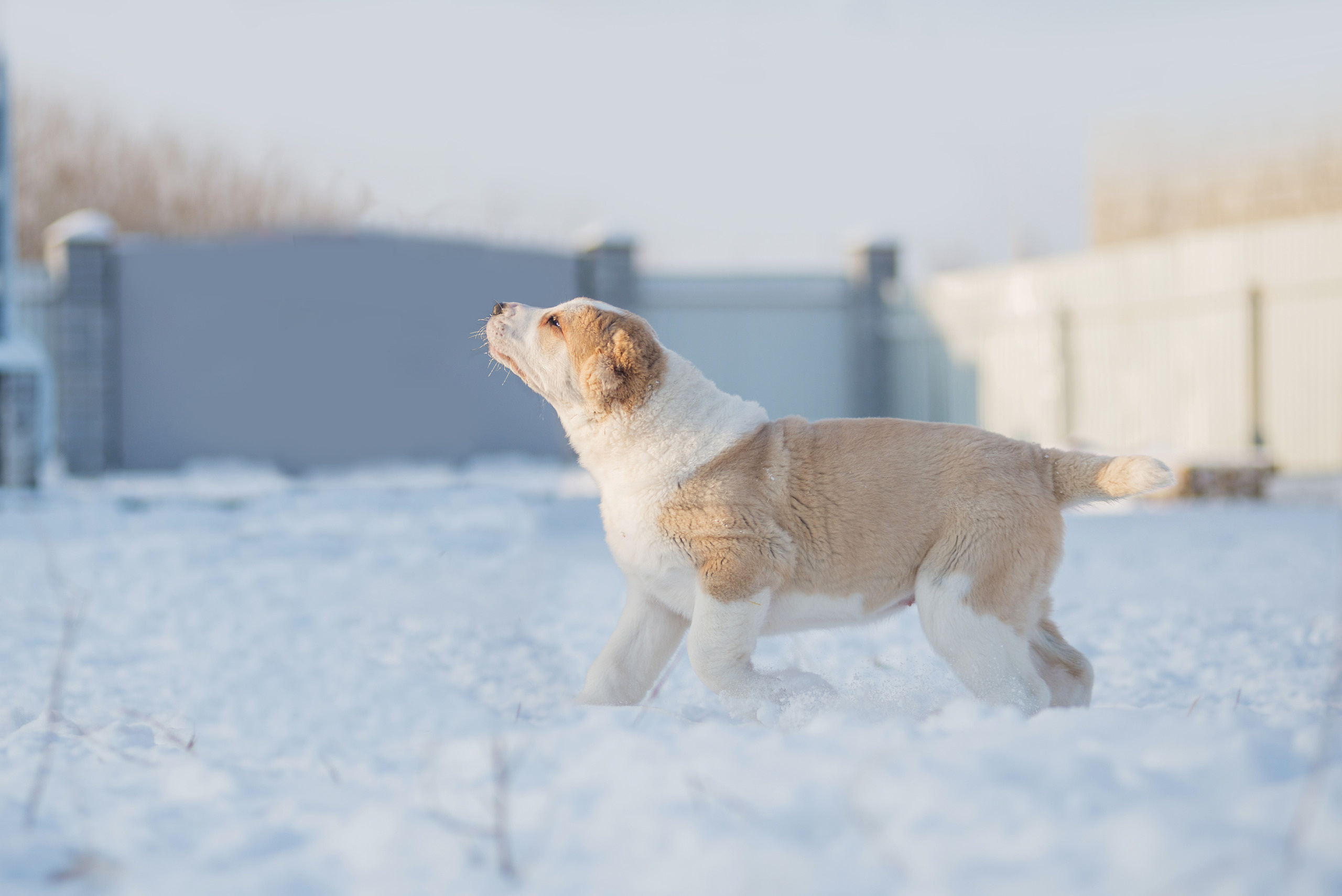 Щенки азиаты. Январь 2021. Дог-фотограф в Тюмени Александра Королева