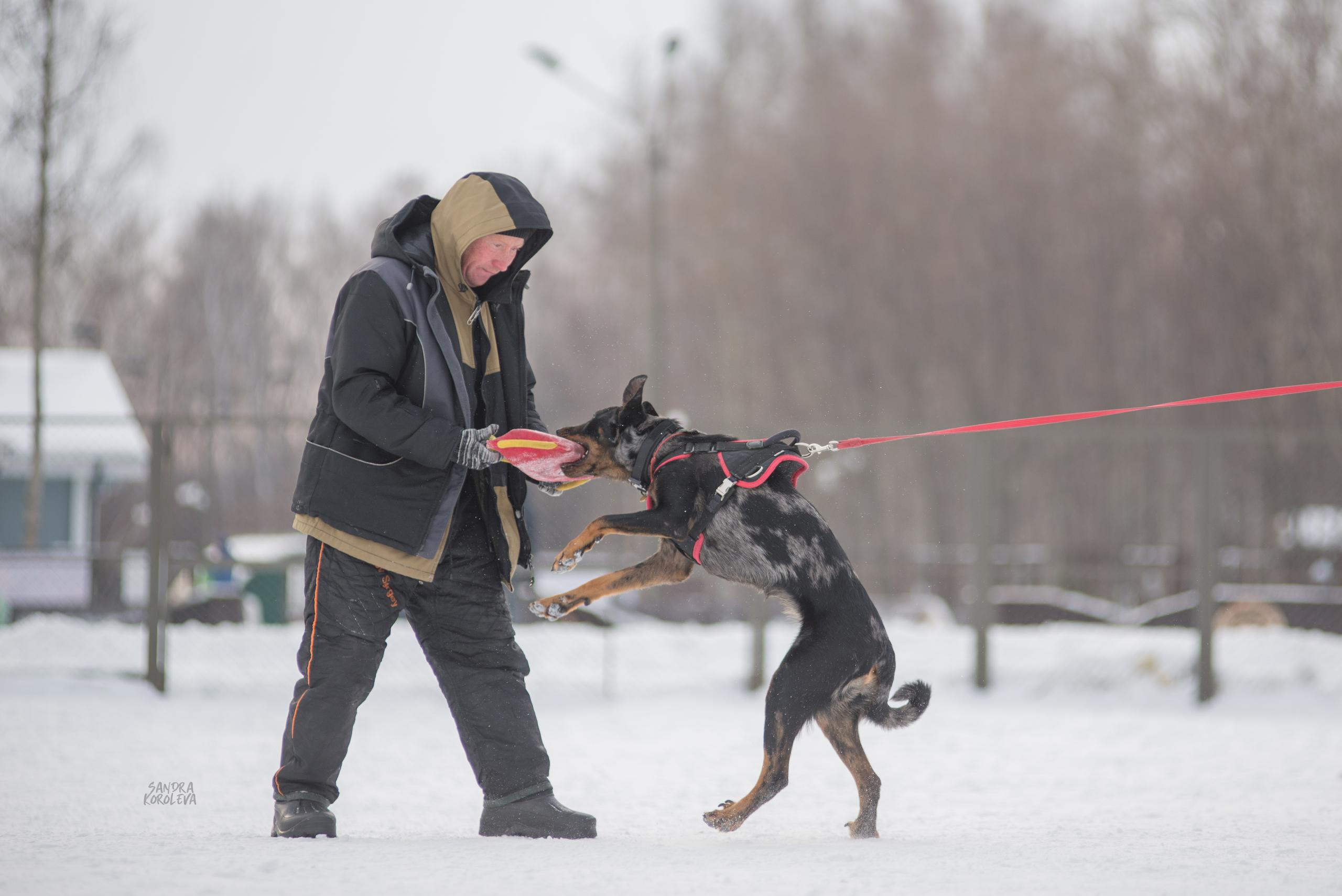 Тренинг с Сергеем Усковым 16-17.01.2021. Дог-фотограф в Тюмени Александра Королева