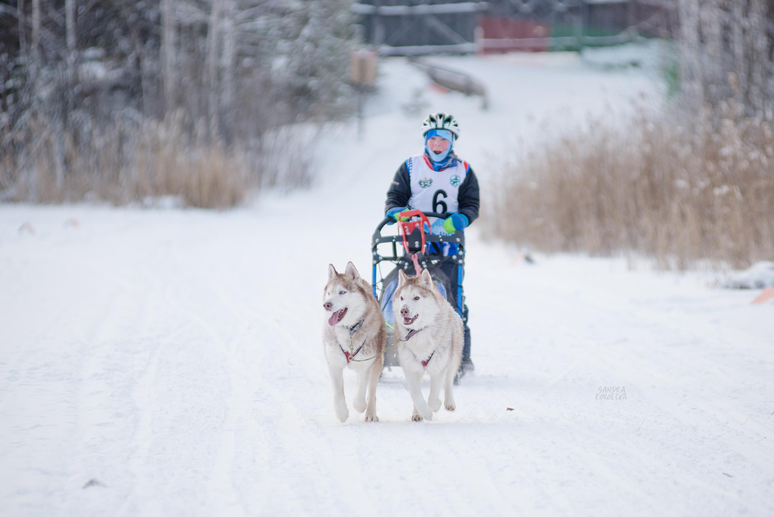 Рождественская гонка на Пруду Лесном 10.01.2021. Дог-фотограф в Тюмени Александра Королева