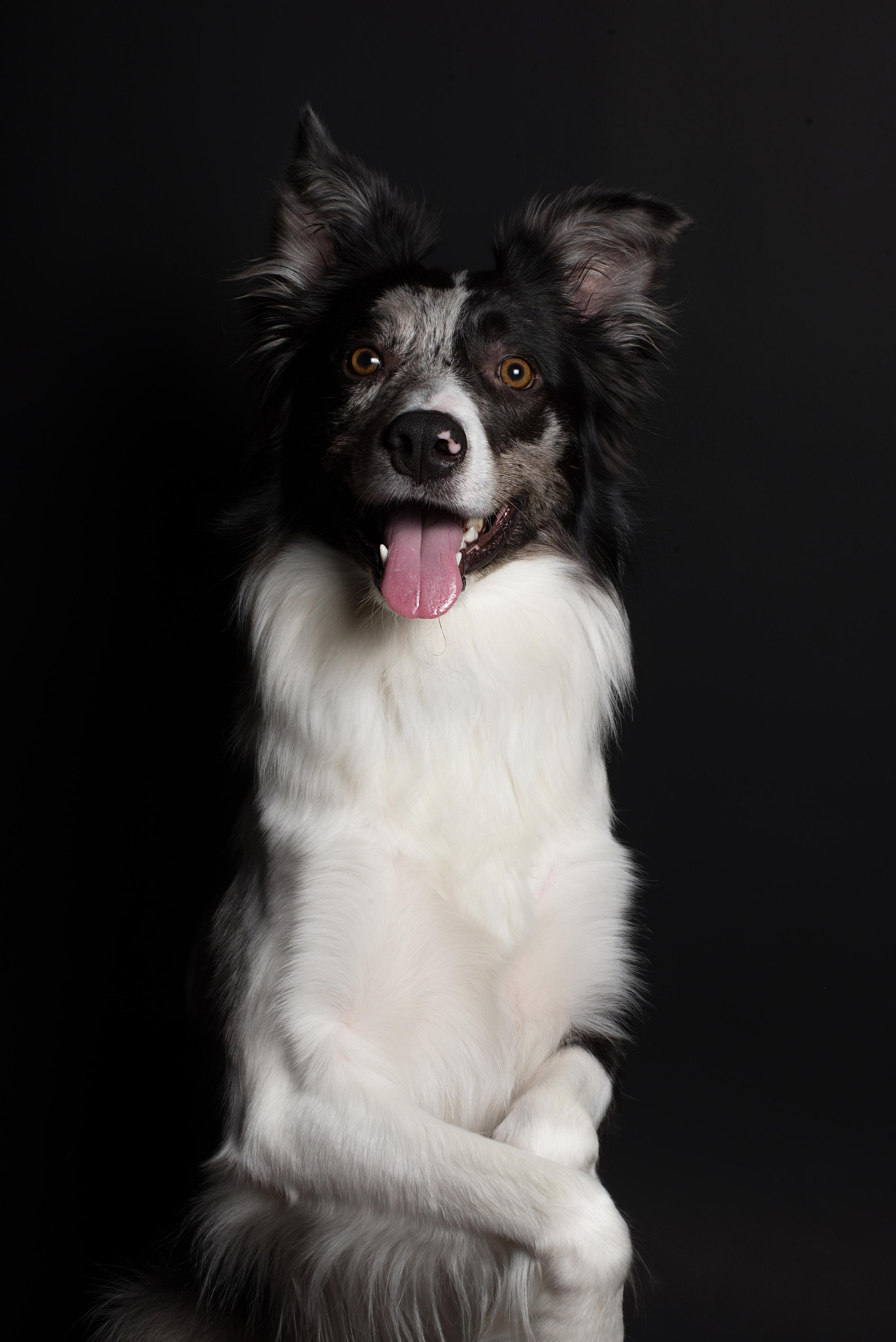 Black with dog. Дог-фотограф в Тюмени Александра Королева