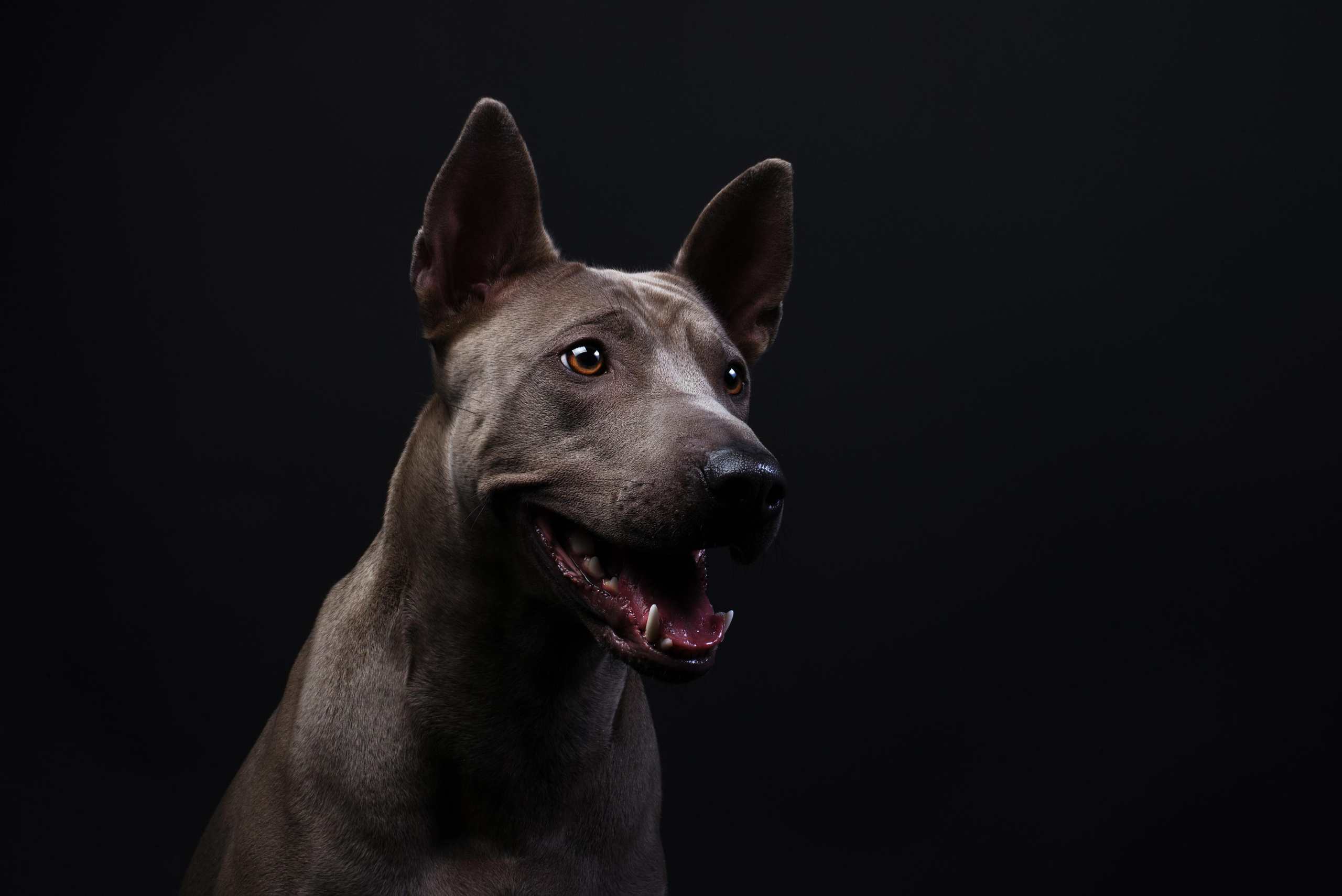 Black with dog. Дог-фотограф в Тюмени Александра Королева
