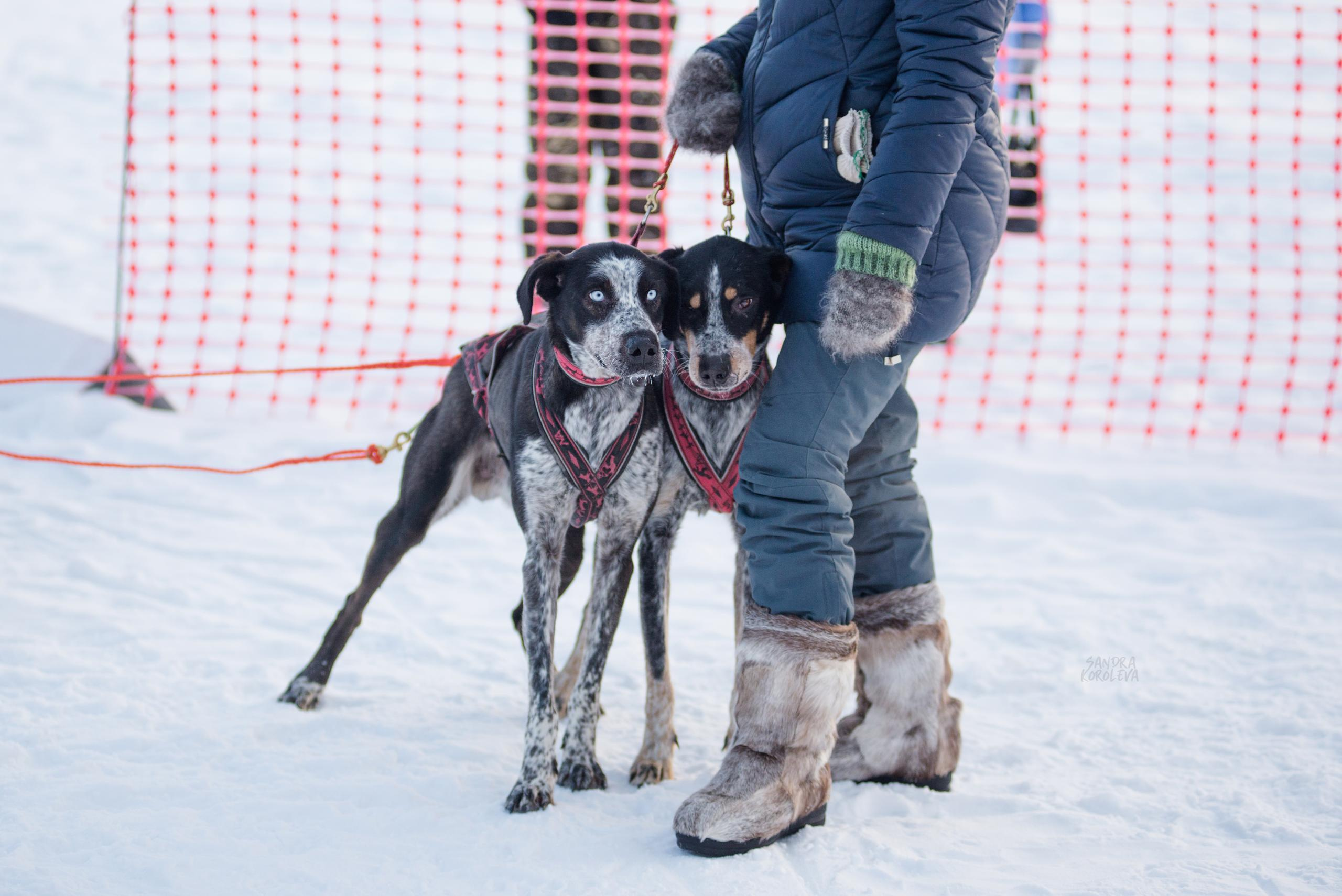 Рождественская гонка на Пруду Лесном 10.01.2021. Дог-фотограф в Тюмени Александра Королева