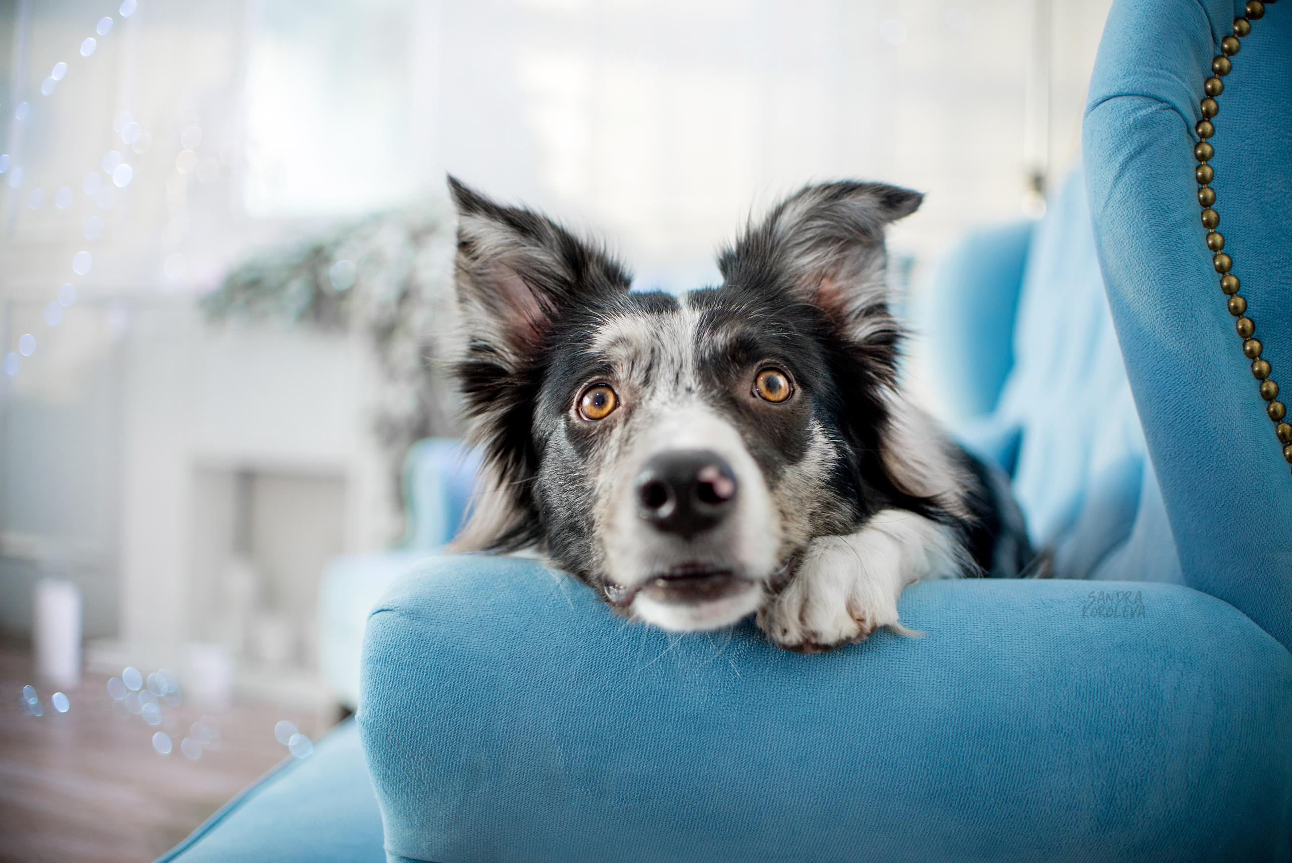 Настя, Илья и Тейс. Новогодняя съемка 2021. Дог-фотограф в Тюмени Александра Королева