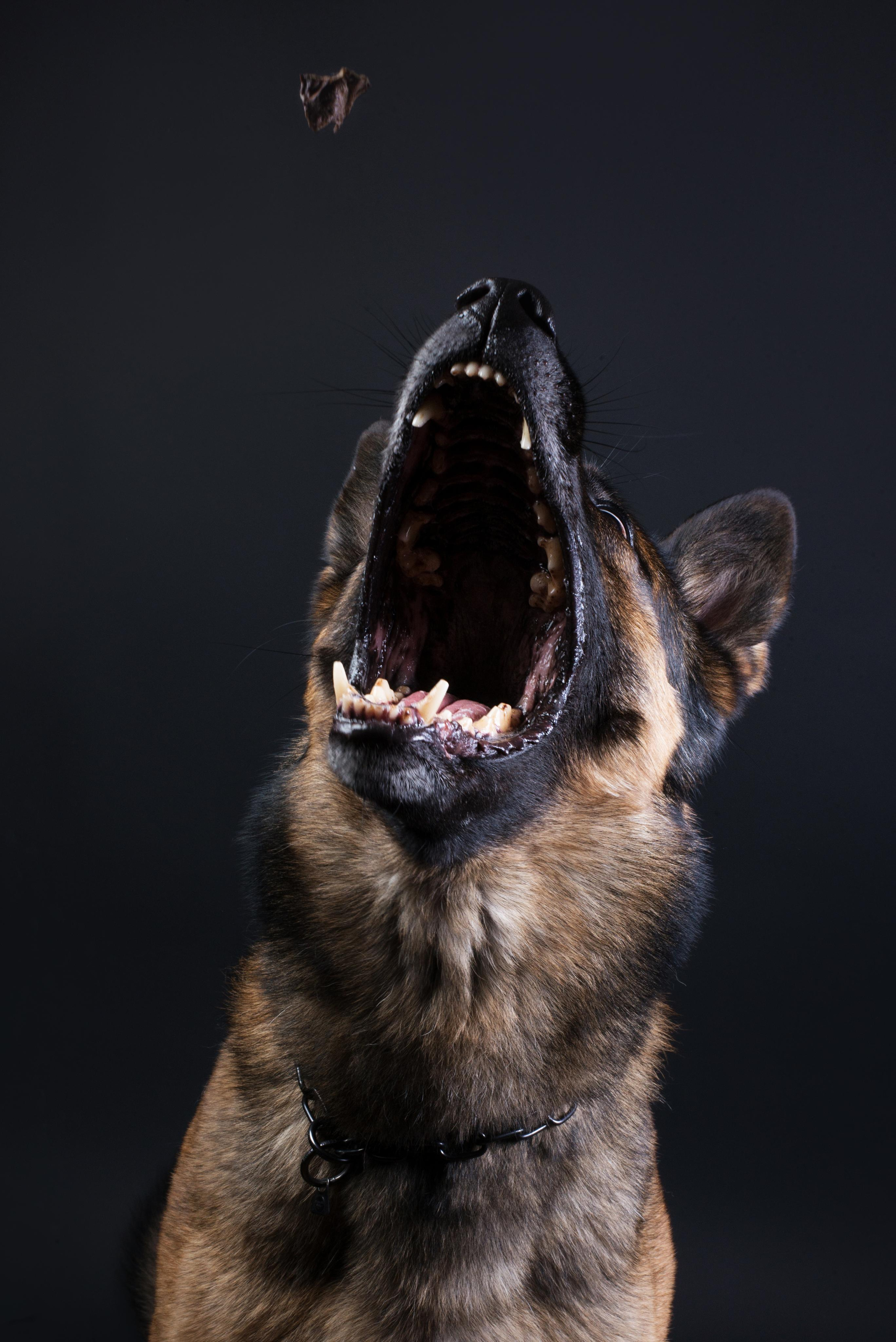 Black with dog. Дог-фотограф в Тюмени Александра Королева