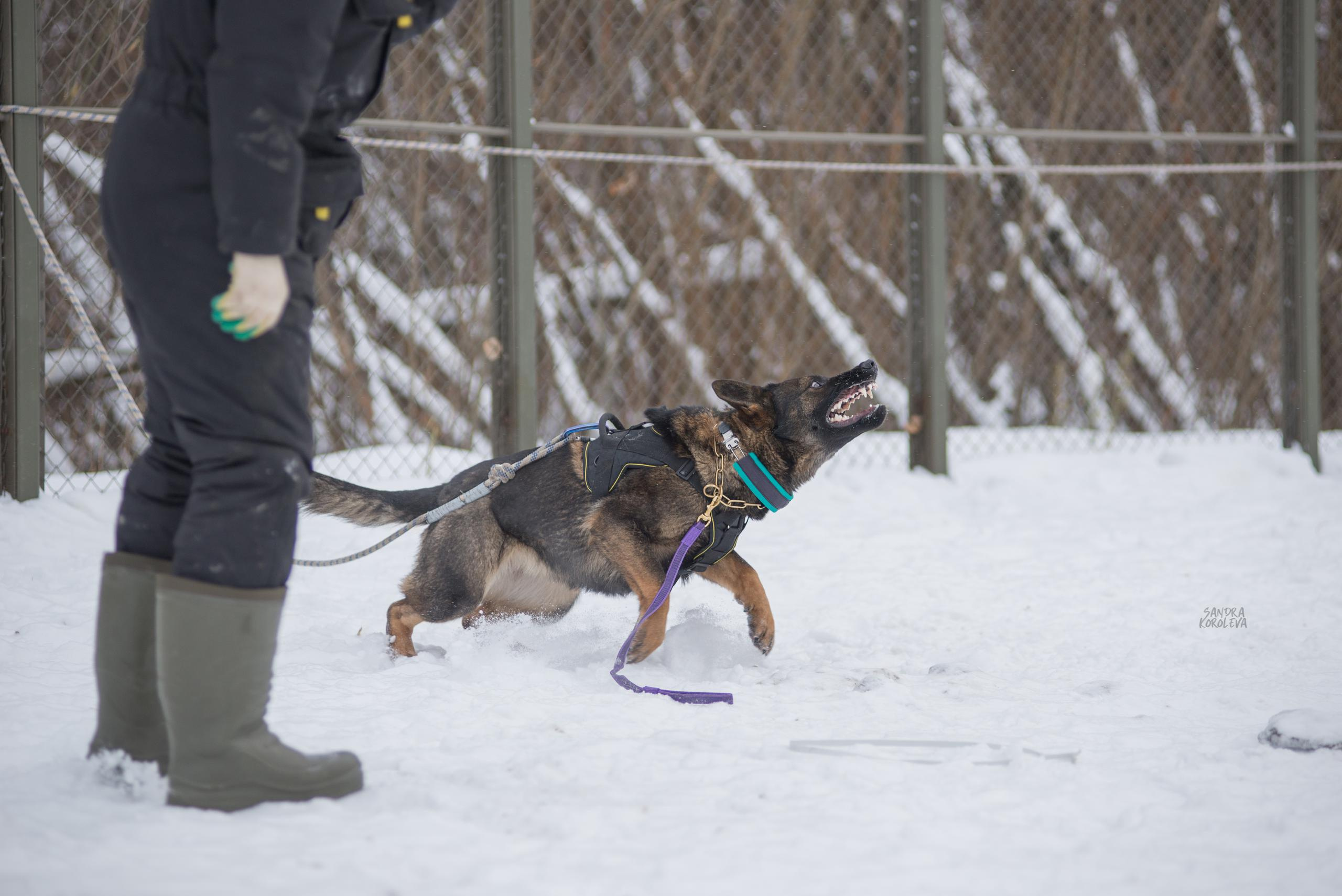 Тренинг с Сергеем Усковым 16-17.01.2021. Дог-фотограф в Тюмени Александра Королева