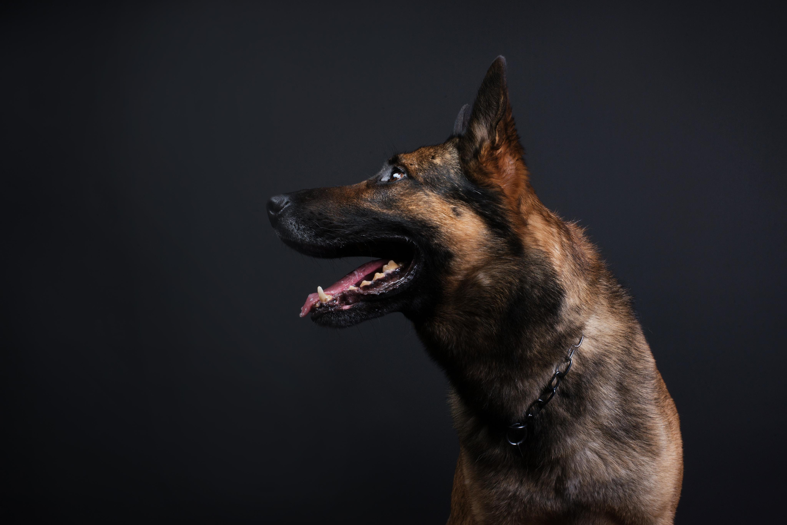 Black with dog. Дог-фотограф в Тюмени Александра Королева