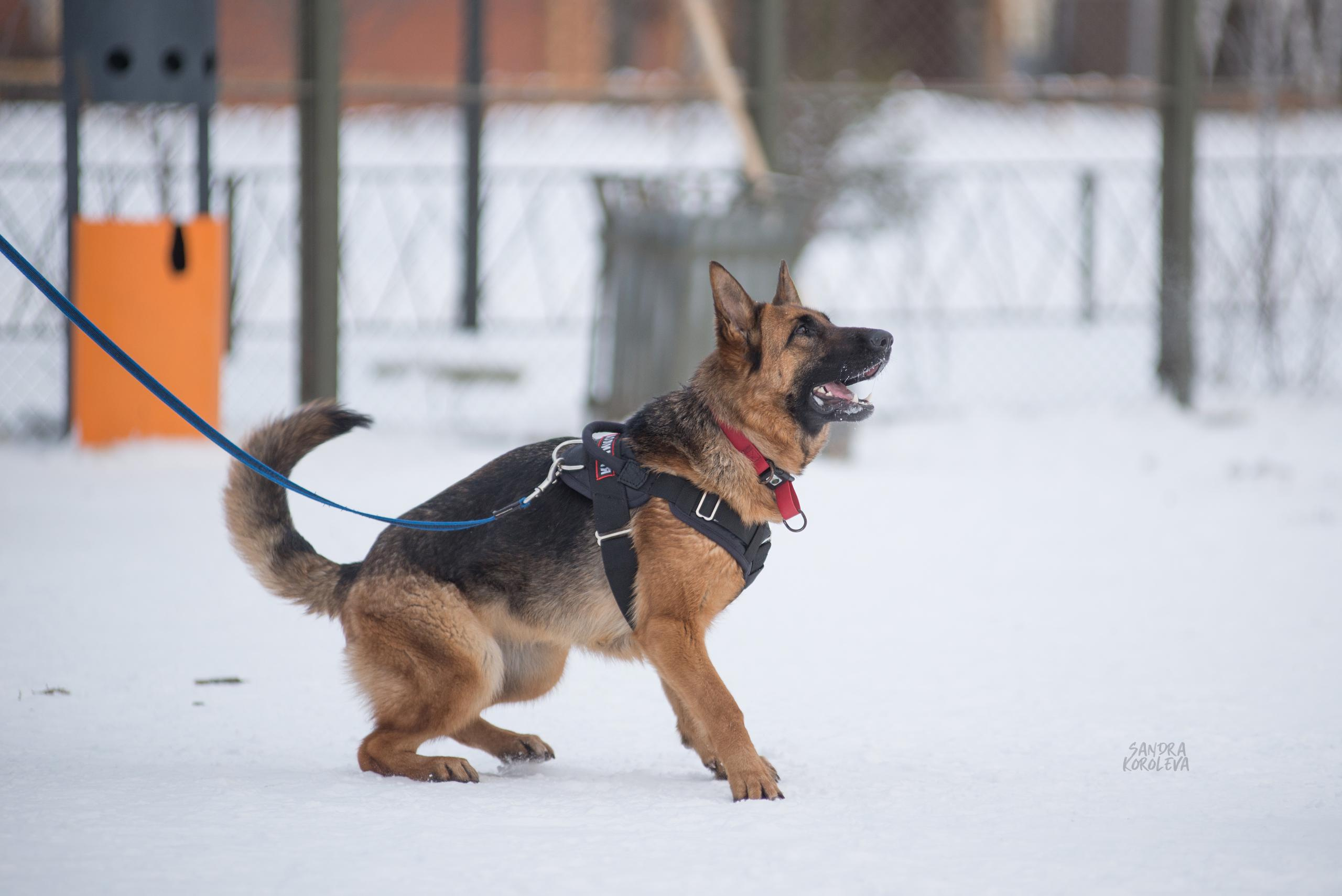 Тренинг с Сергеем Усковым 16-17.01.2021. Дог-фотограф в Тюмени Александра Королева