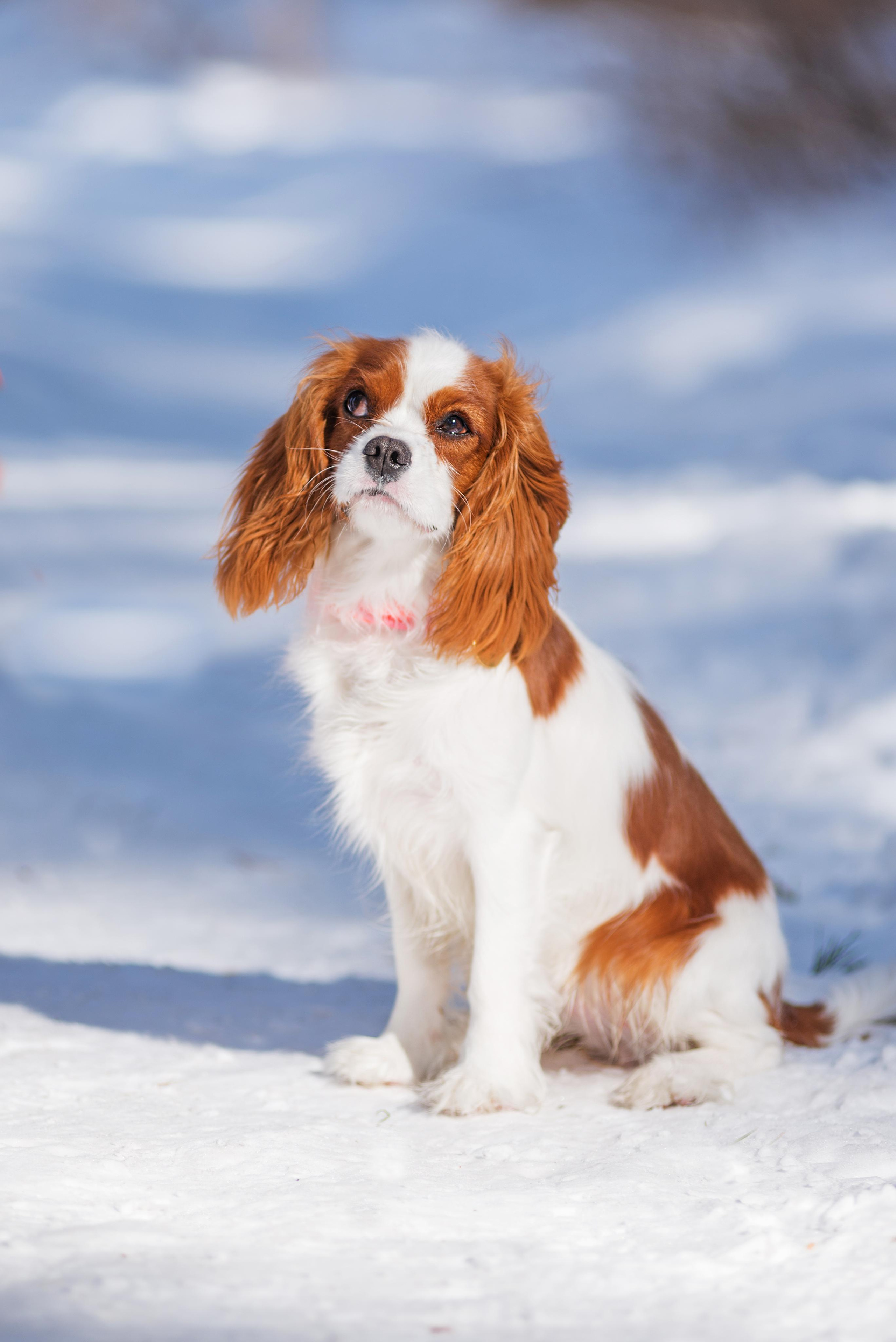 Весенний кавалер Лола. Дог-фотограф в Тюмени Александра Королева