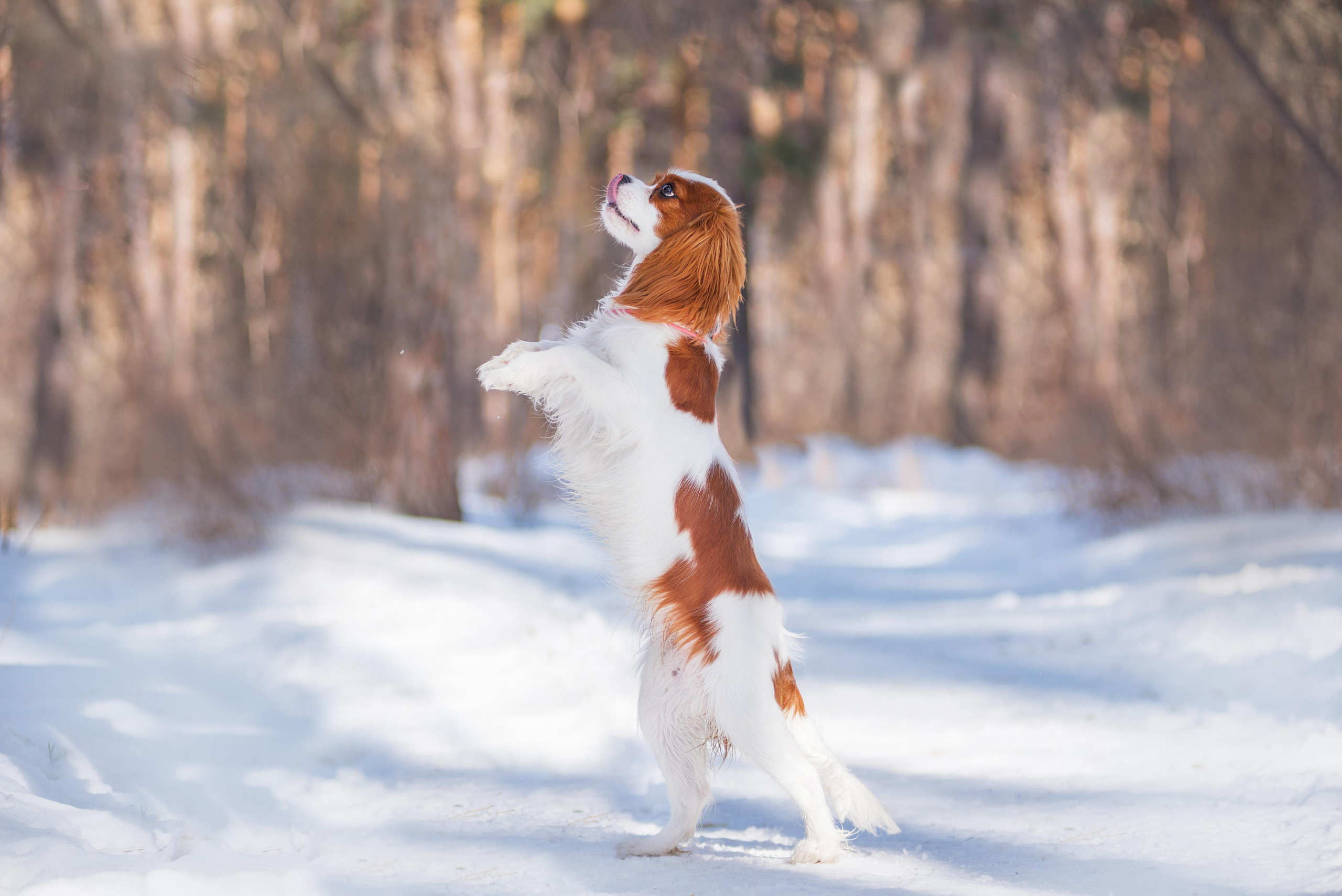 Весенний кавалер Лола. Дог-фотограф в Тюмени Александра Королева