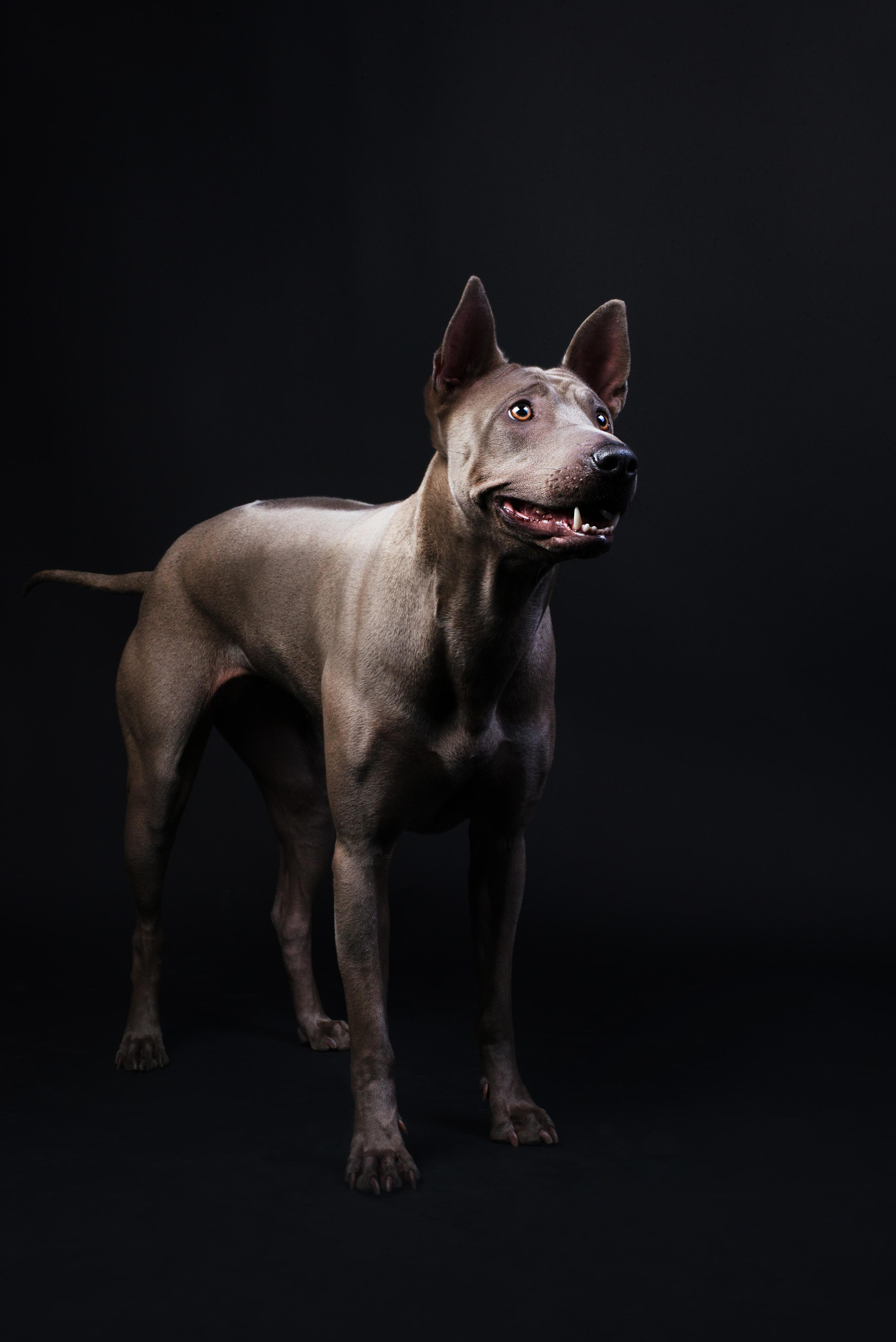 Black with dog. Дог-фотограф в Тюмени Александра Королева