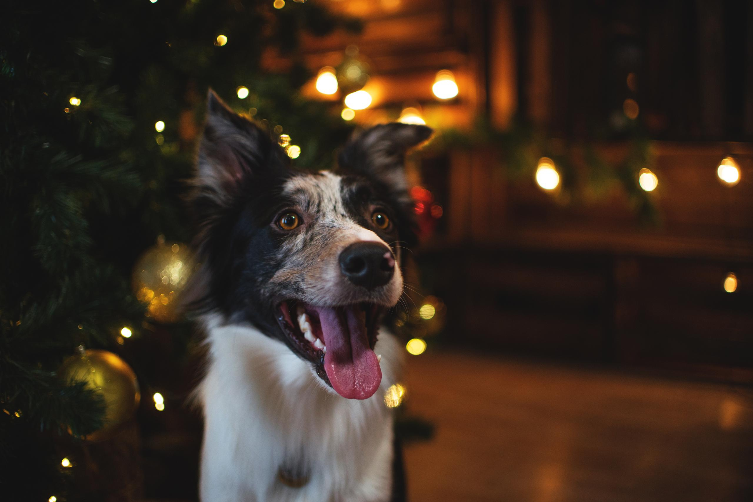 Настя, Илья и Тейс. Новогодняя съемка 2021. Дог-фотограф в Тюмени Александра Королева