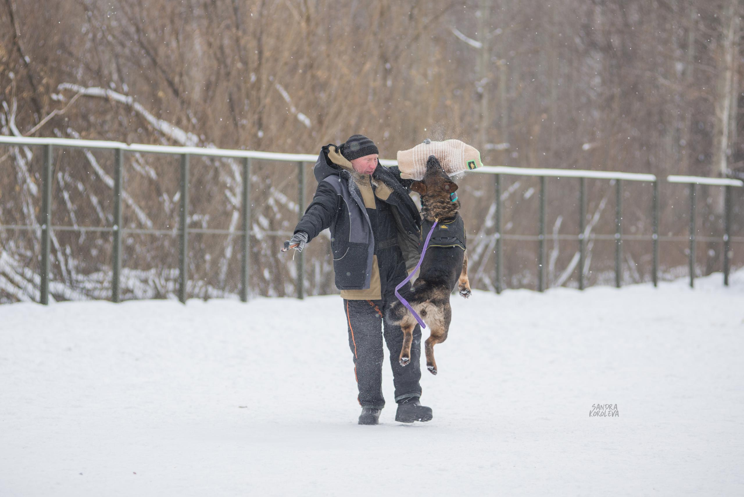 Тренинг с Сергеем Усковым 16-17.01.2021. Дог-фотограф в Тюмени Александра Королева