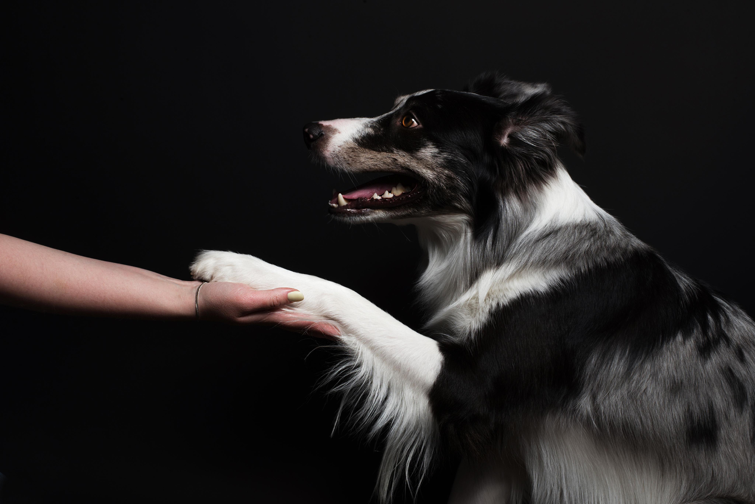 Black with dog. Дог-фотограф в Тюмени Александра Королева