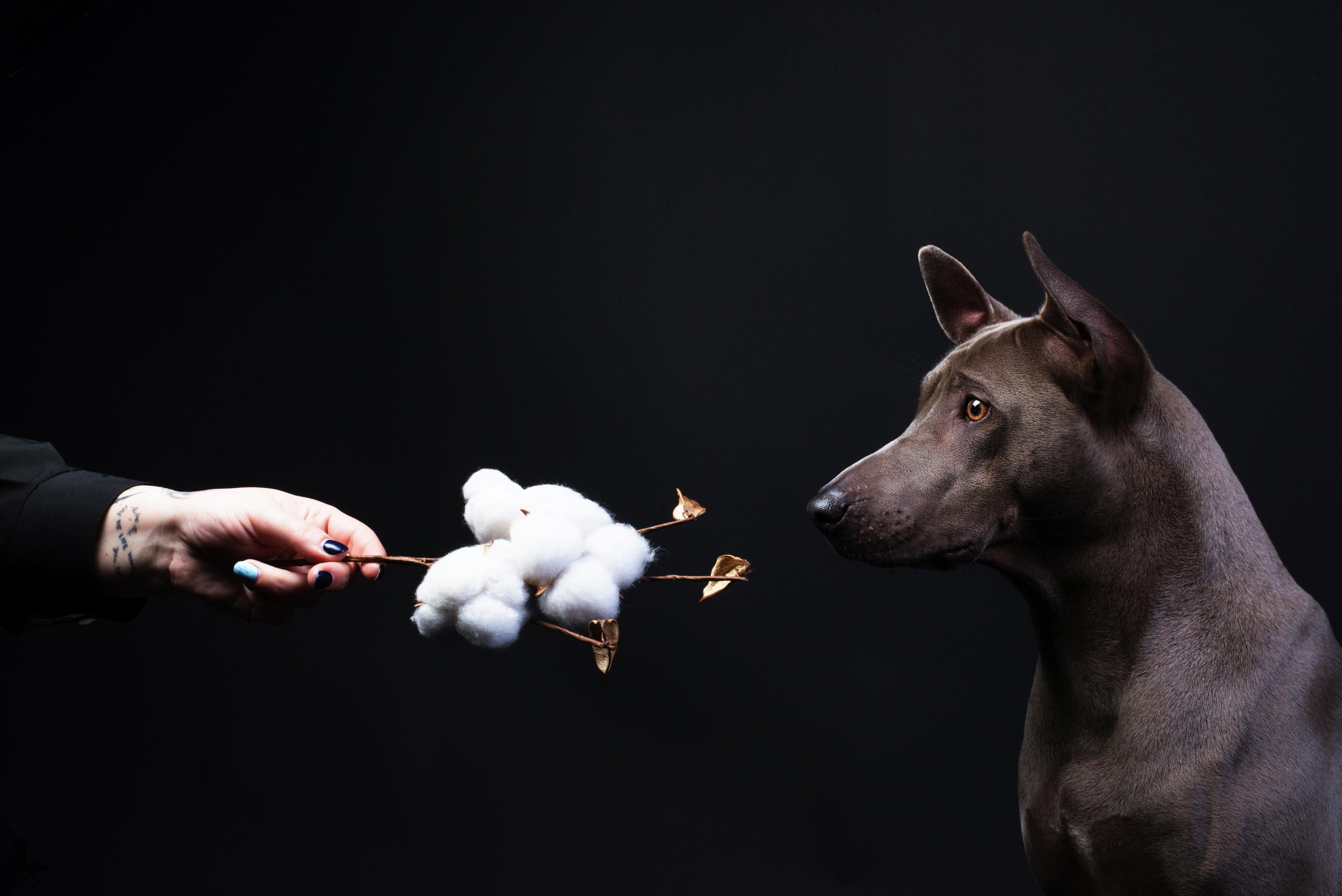 Black with dog. Дог-фотограф в Тюмени Александра Королева