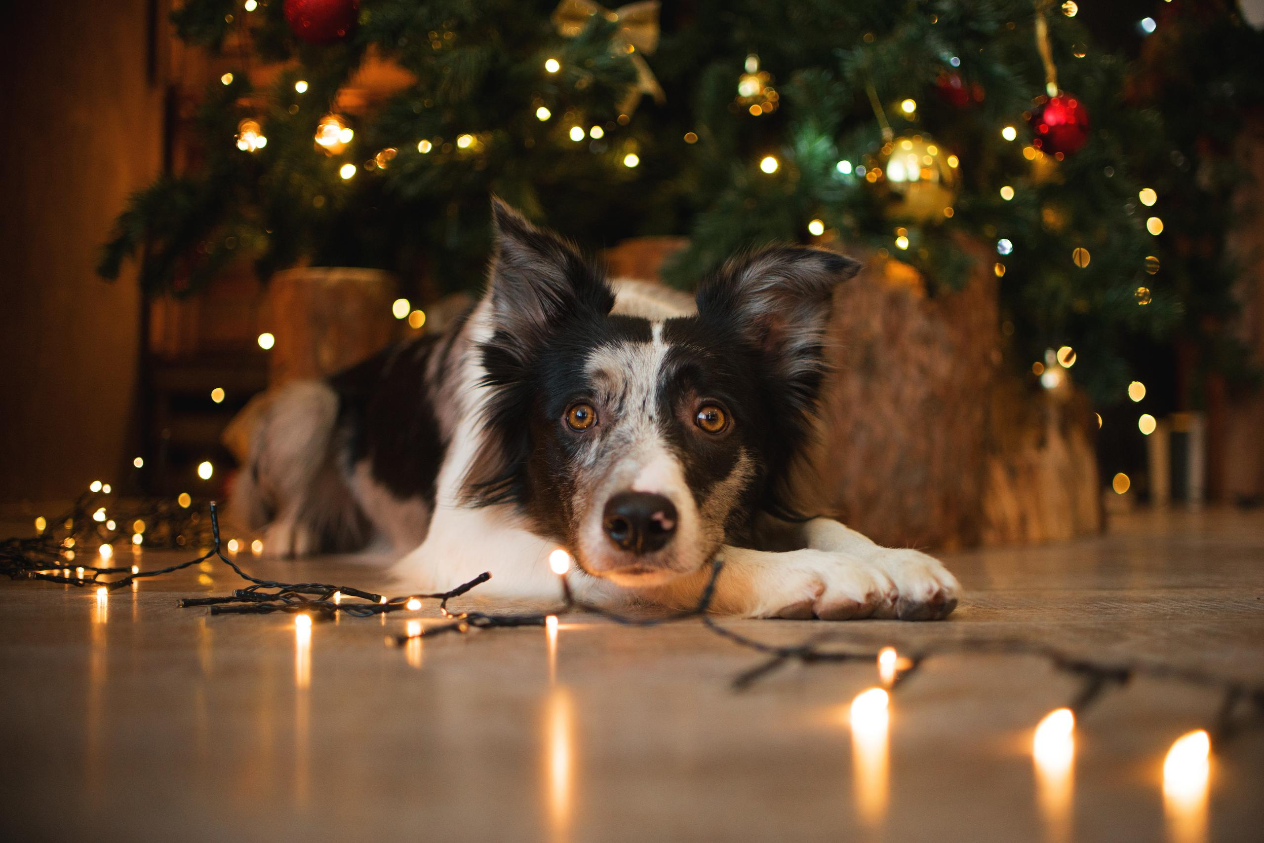 Настя, Илья и Тейс. Новогодняя съемка 2021. Дог-фотограф в Тюмени Александра Королева