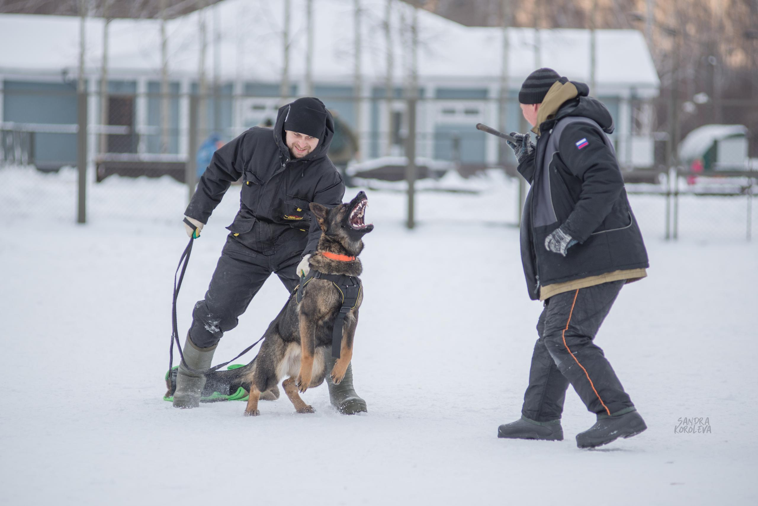 Тренинг с Сергеем Усковым 16-17.01.2021. Дог-фотограф в Тюмени Александра Королева