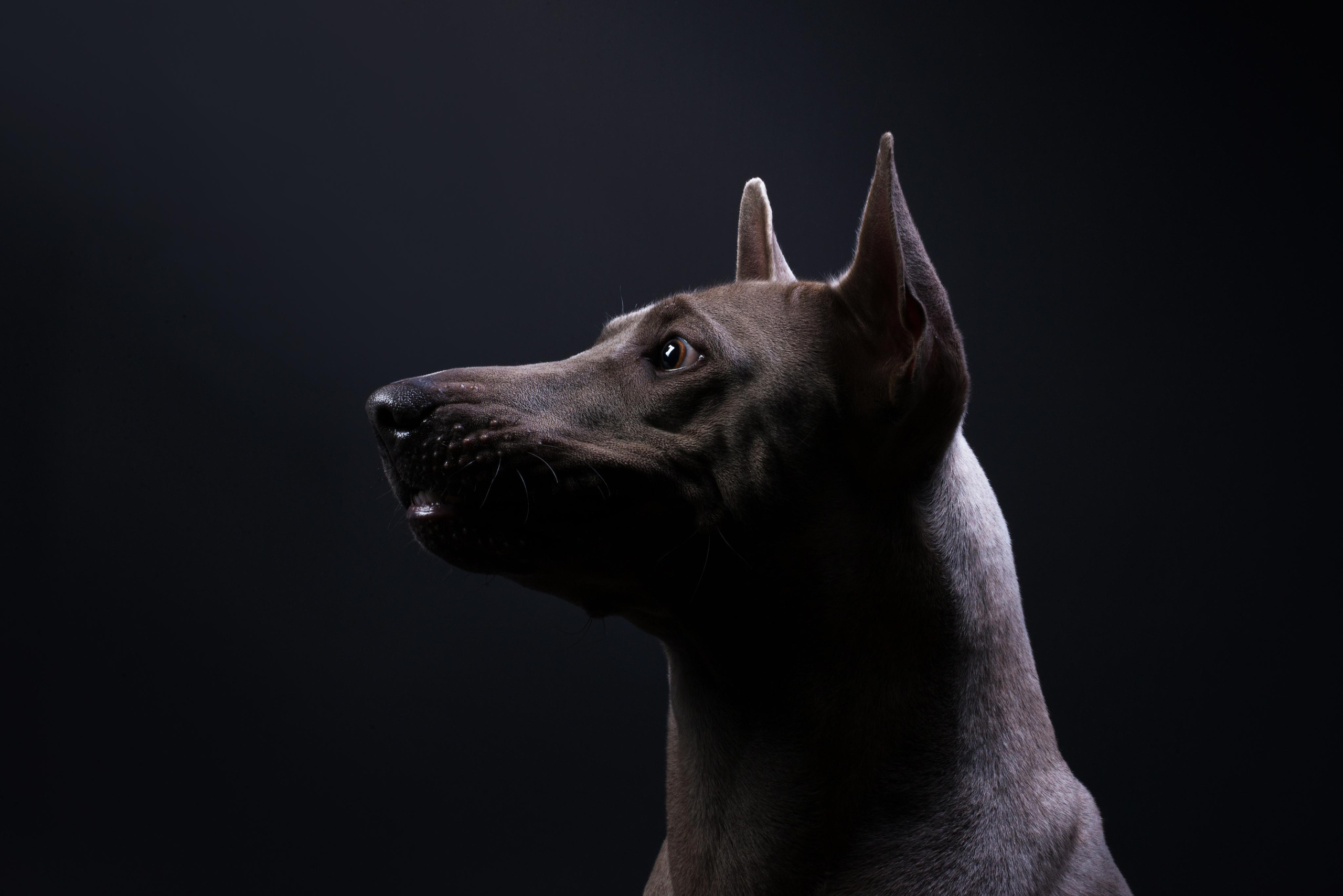 Black with dog. Дог-фотограф в Тюмени Александра Королева