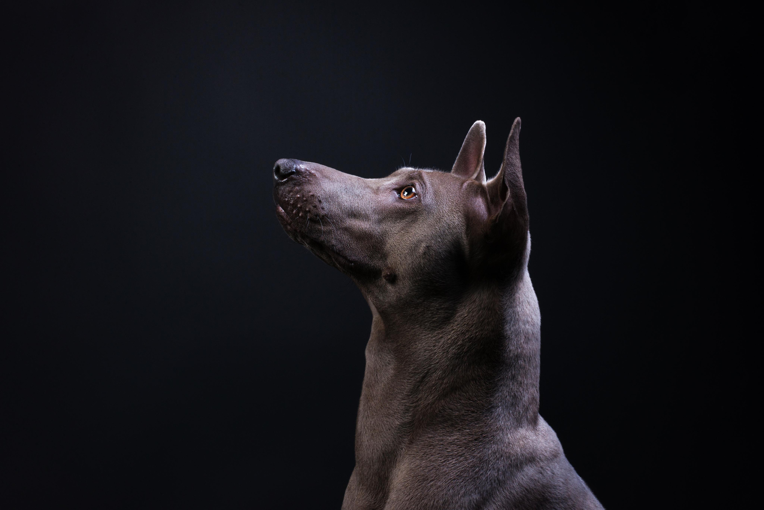 Black with dog. Дог-фотограф в Тюмени Александра Королева