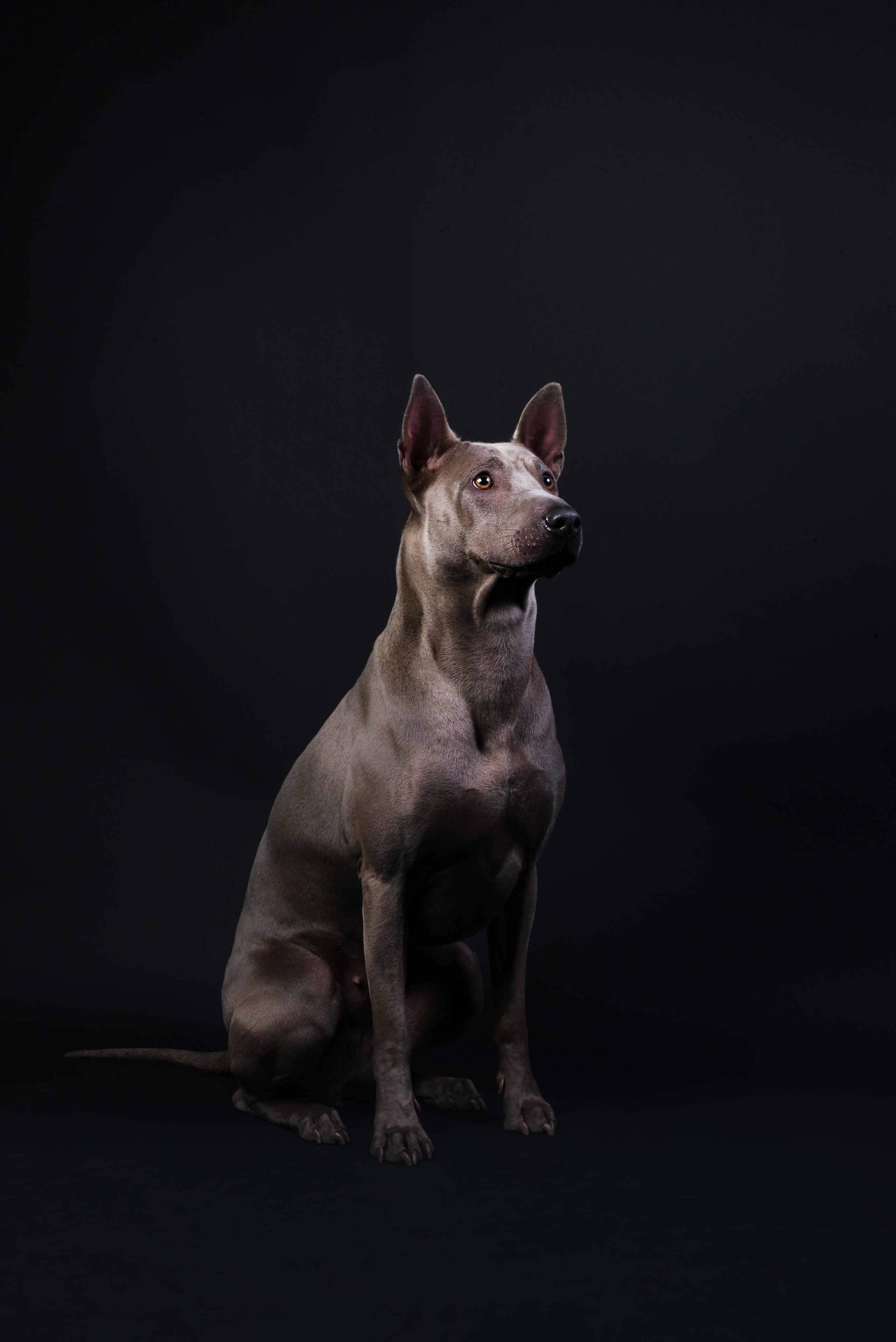 Black with dog. Дог-фотограф в Тюмени Александра Королева