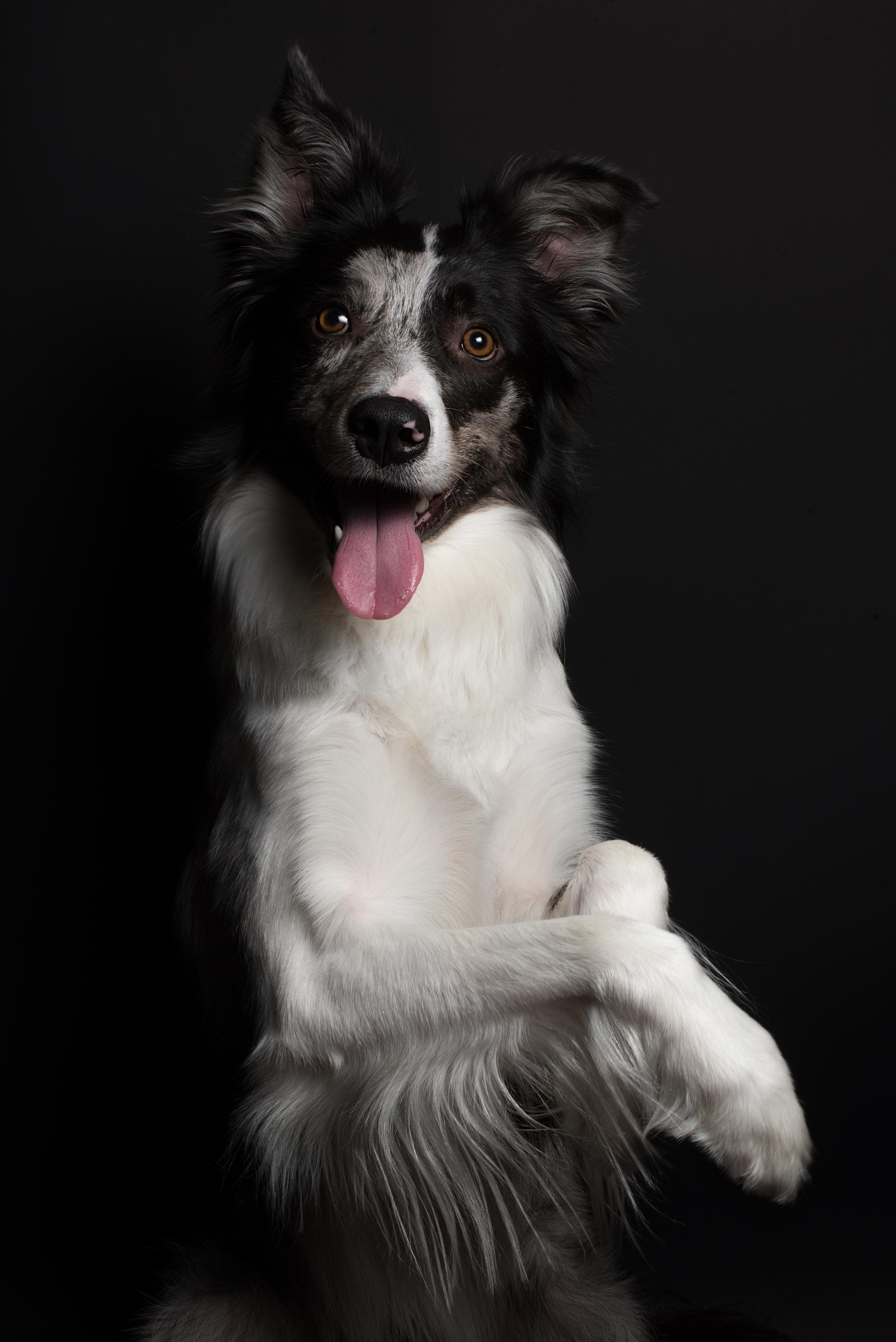 Black with dog. Дог-фотограф в Тюмени Александра Королева