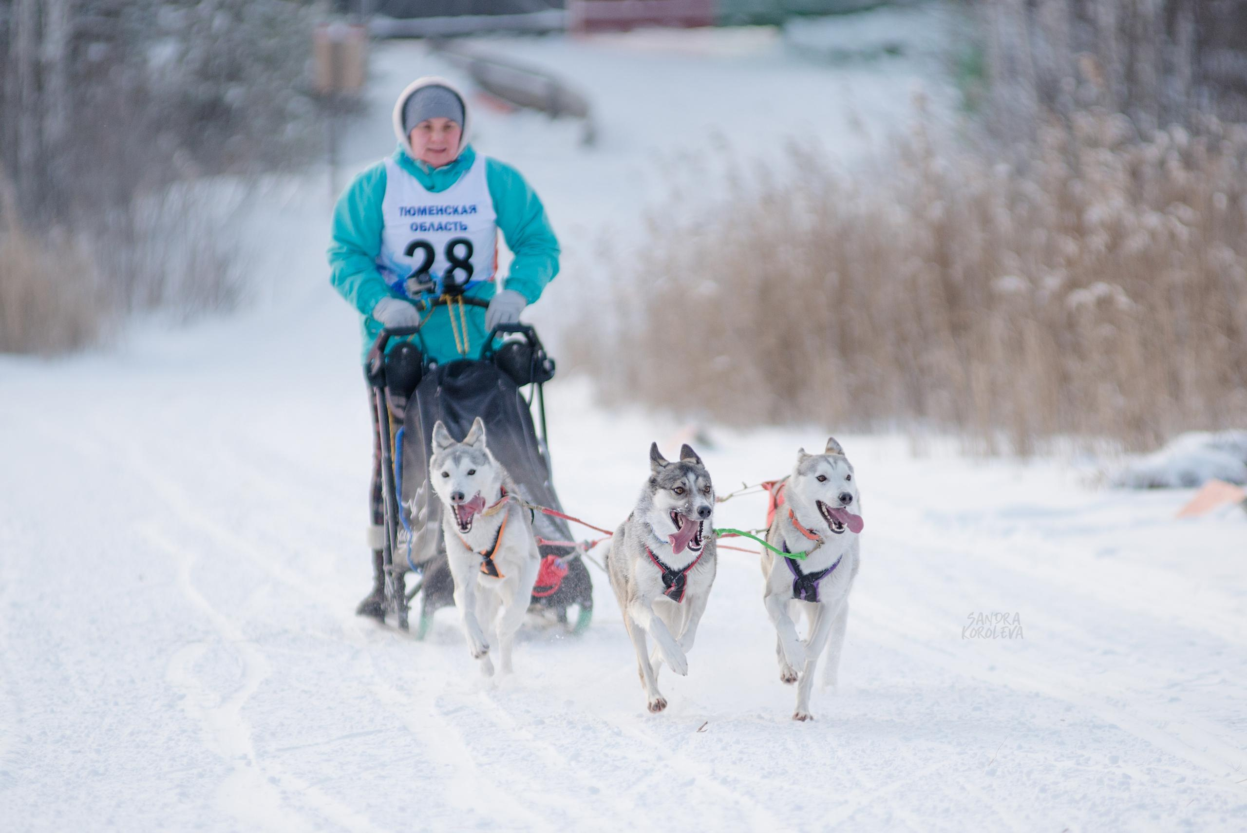 Рождественская гонка на Пруду Лесном 10.01.2021. Дог-фотограф в Тюмени Александра Королева