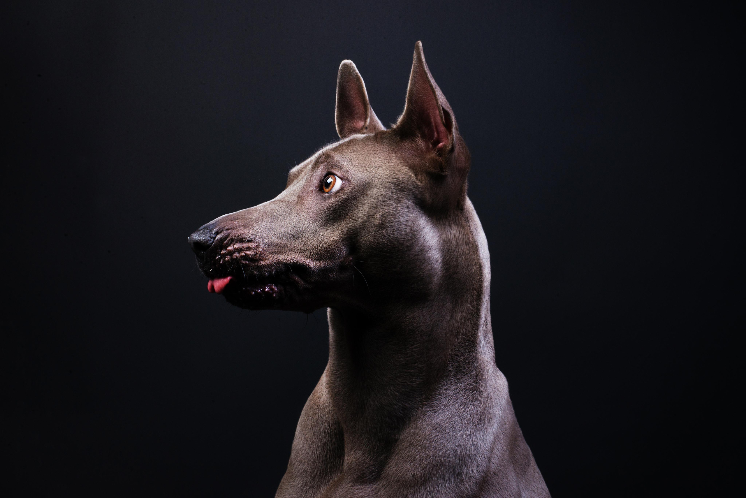 Black with dog. Дог-фотограф в Тюмени Александра Королева