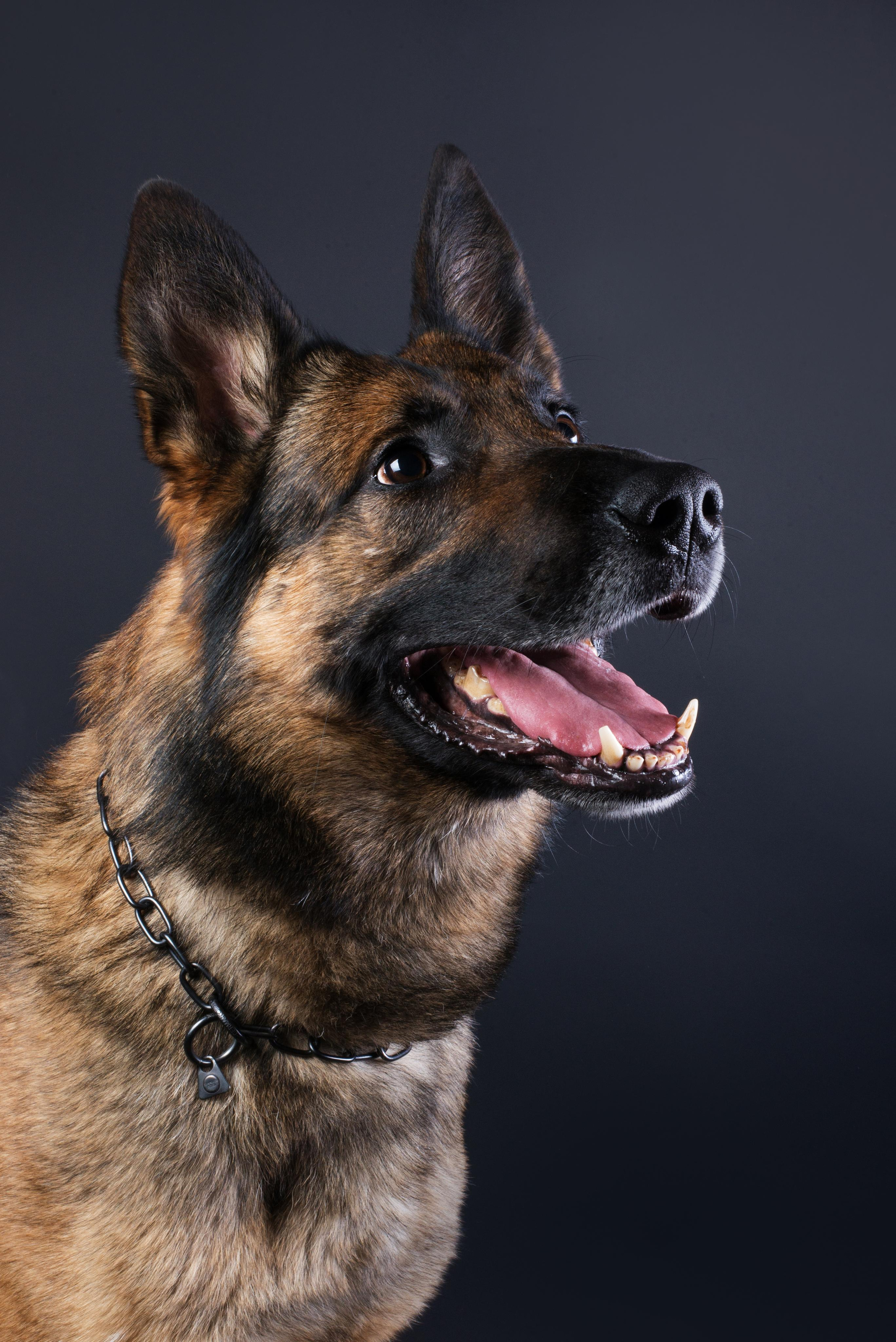 Black with dog. Дог-фотограф в Тюмени Александра Королева