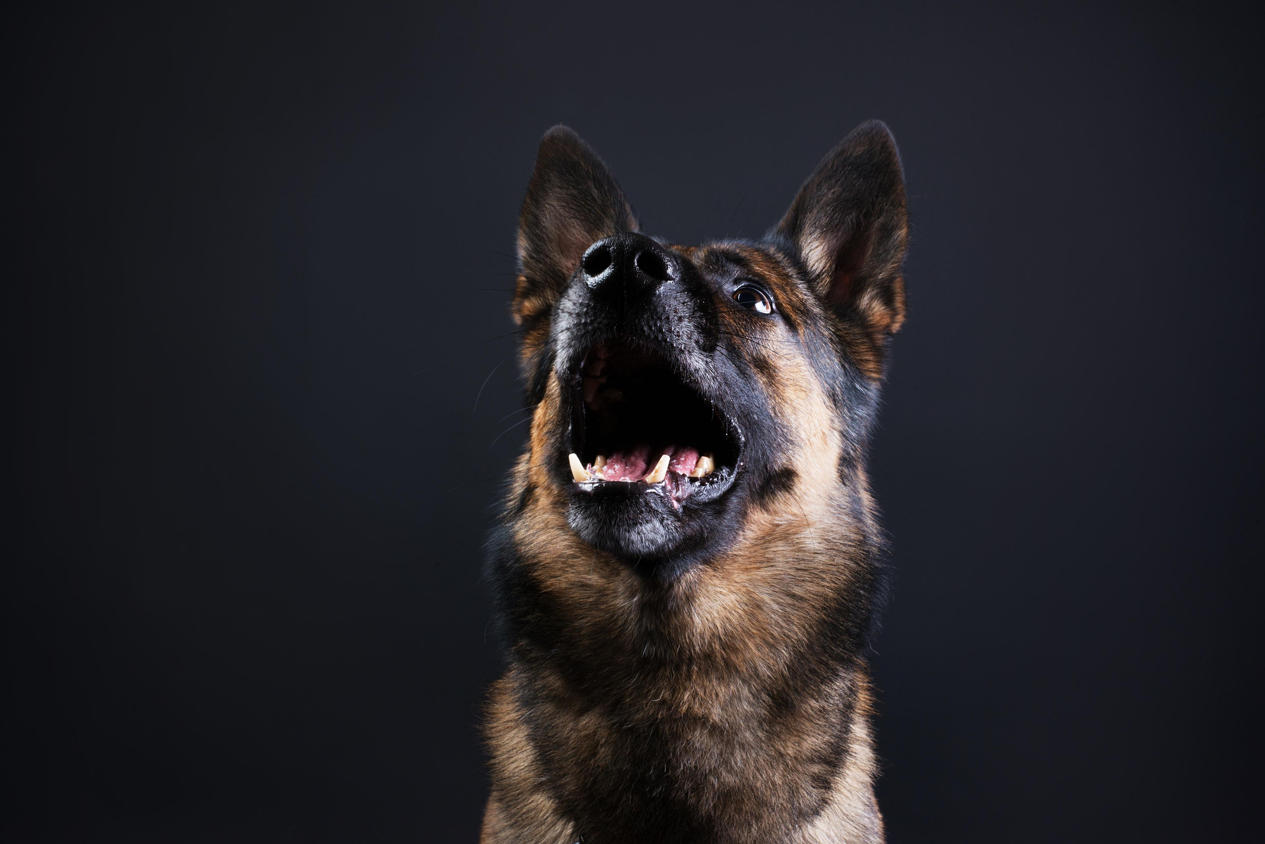 Black with dog. Дог-фотограф в Тюмени Александра Королева