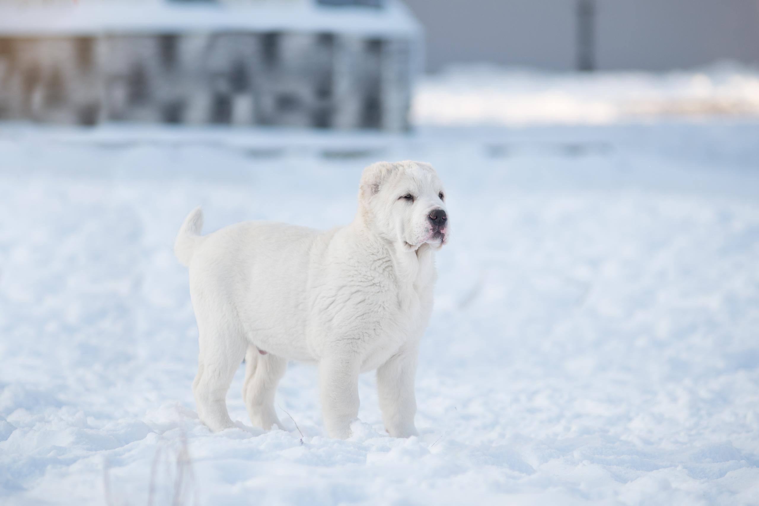 Щенки азиаты. Январь 2021. Дог-фотограф в Тюмени Александра Королева