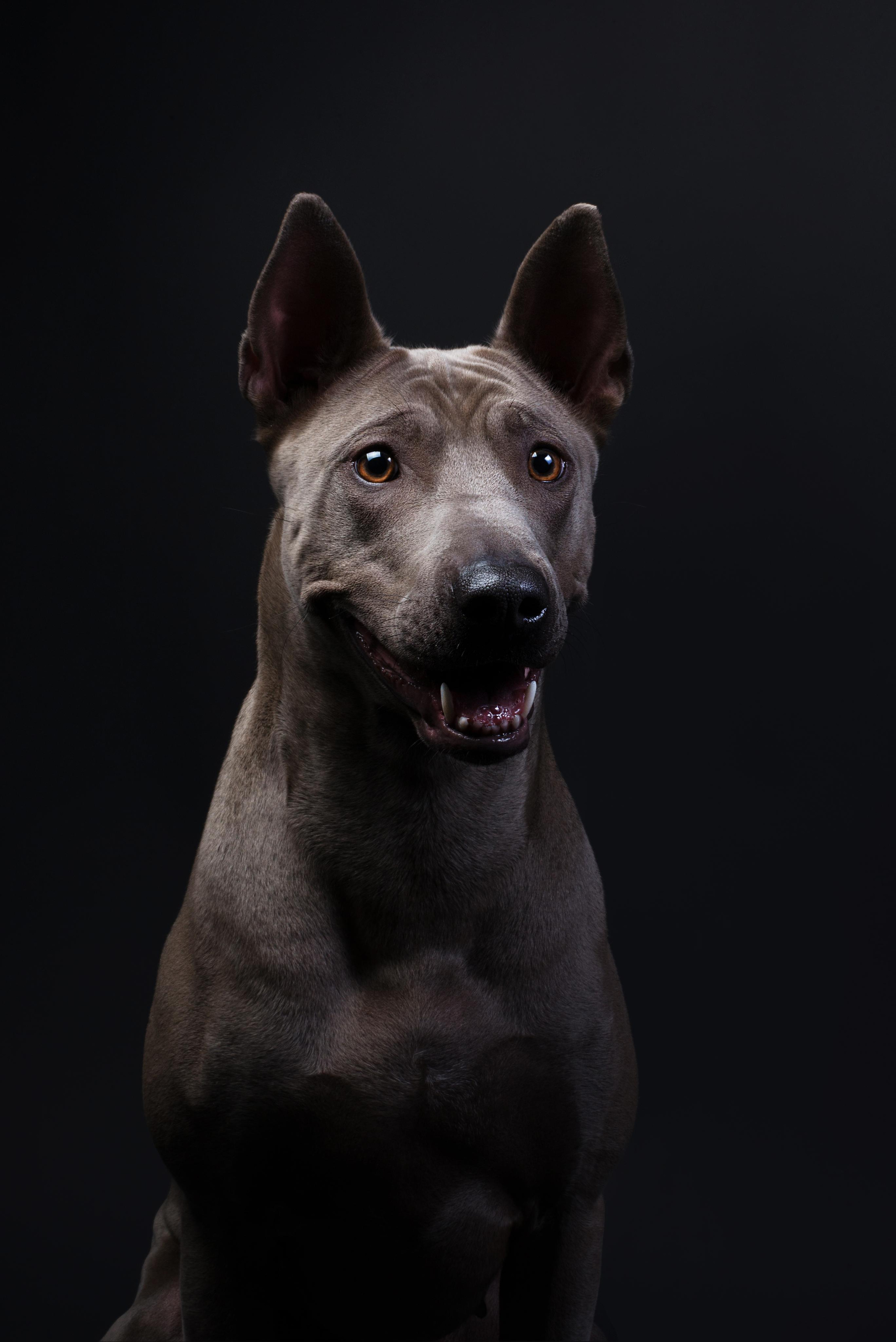 Black with dog. Дог-фотограф в Тюмени Александра Королева