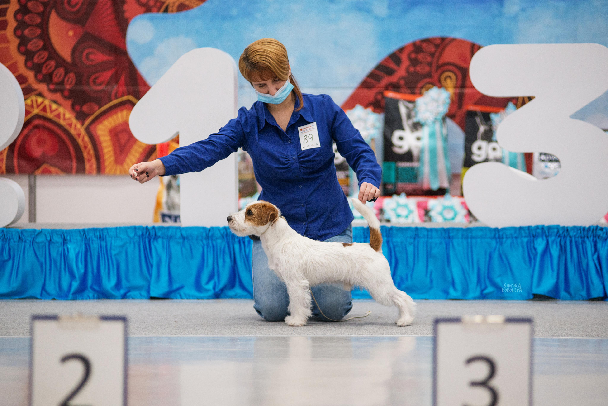Выставка собак г. Тюмень 07.02.2020. Дог-фотограф в Тюмени Александра Королева