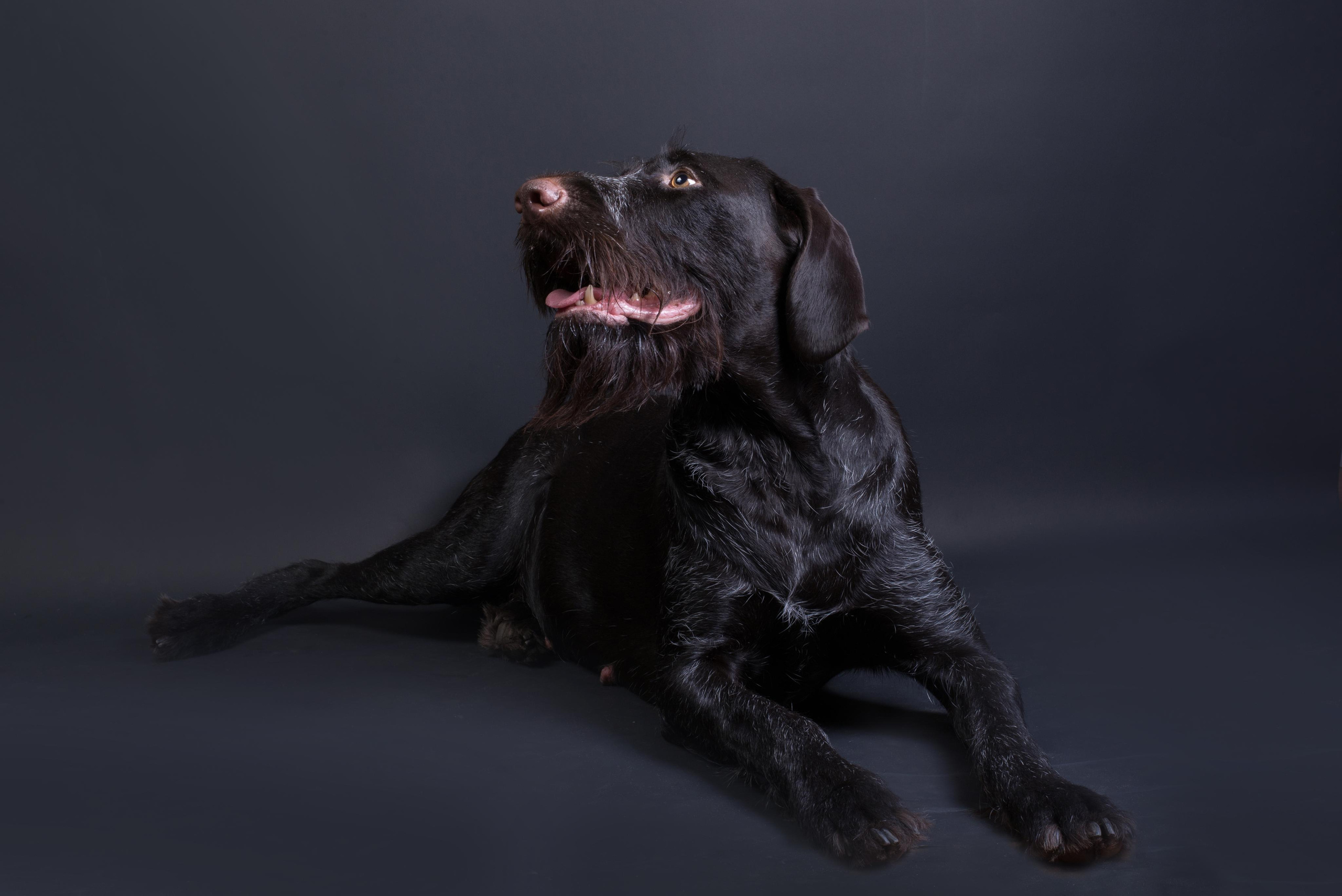 Black with dog. Дог-фотограф в Тюмени Александра Королева