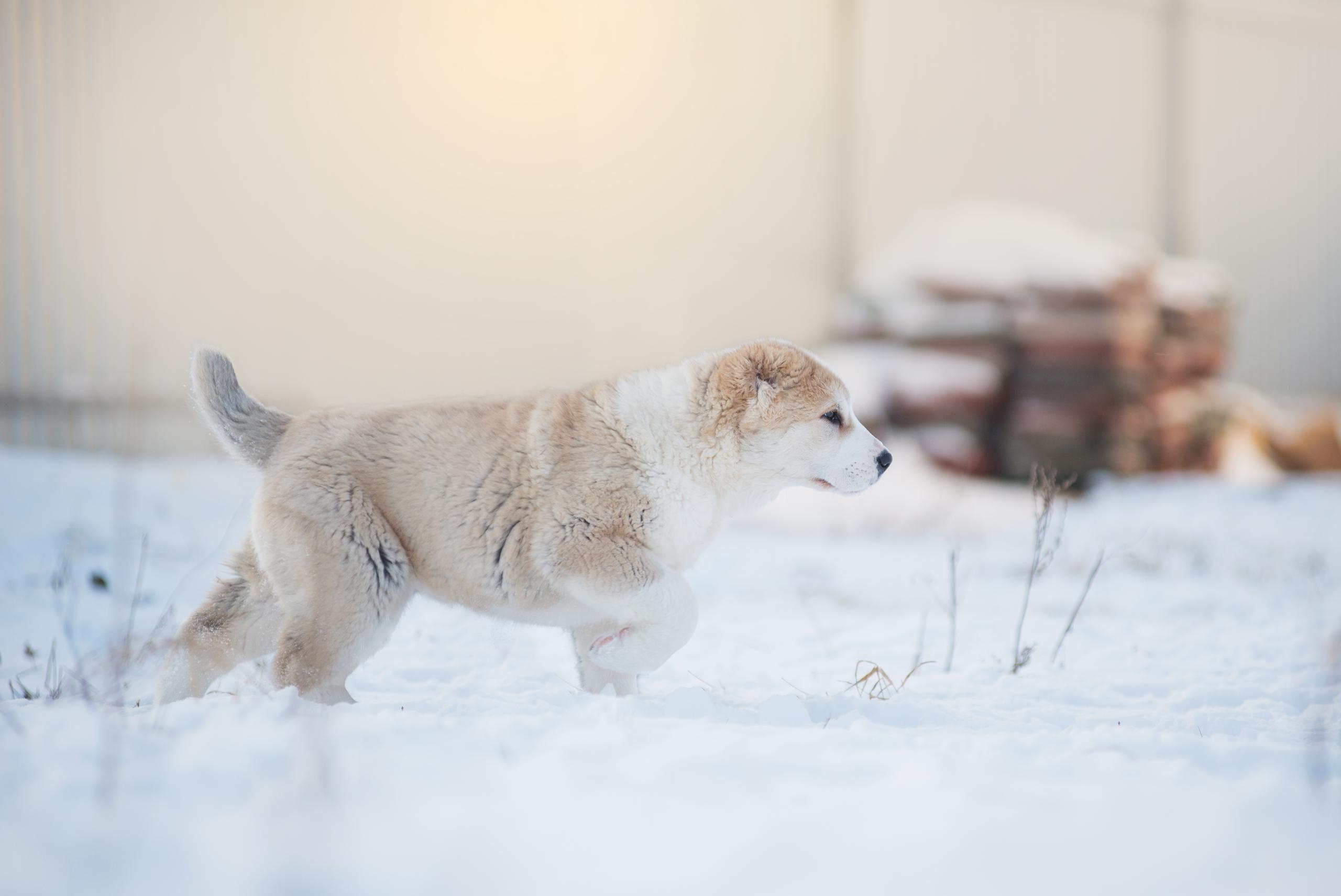 Щенки азиаты. Январь 2021. Дог-фотограф в Тюмени Александра Королева