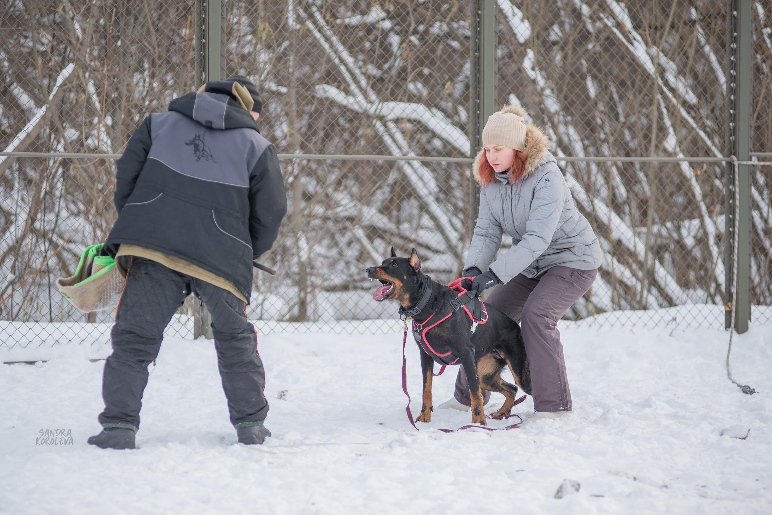 Тренинг с Сергеем Усковым 16-17.01.2021. Дог-фотограф в Тюмени Александра Королева