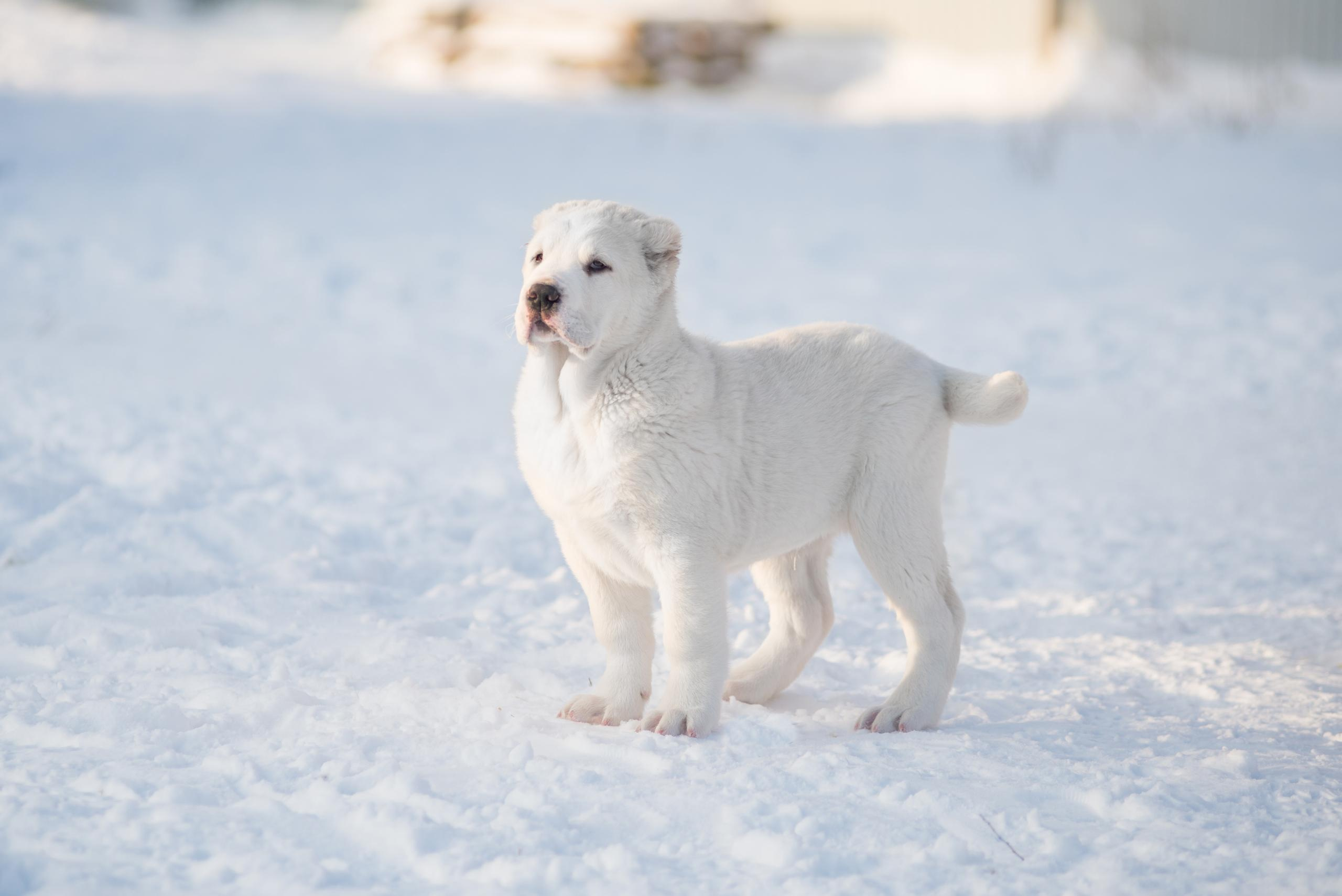 Щенки азиаты. Январь 2021. Дог-фотограф в Тюмени Александра Королева