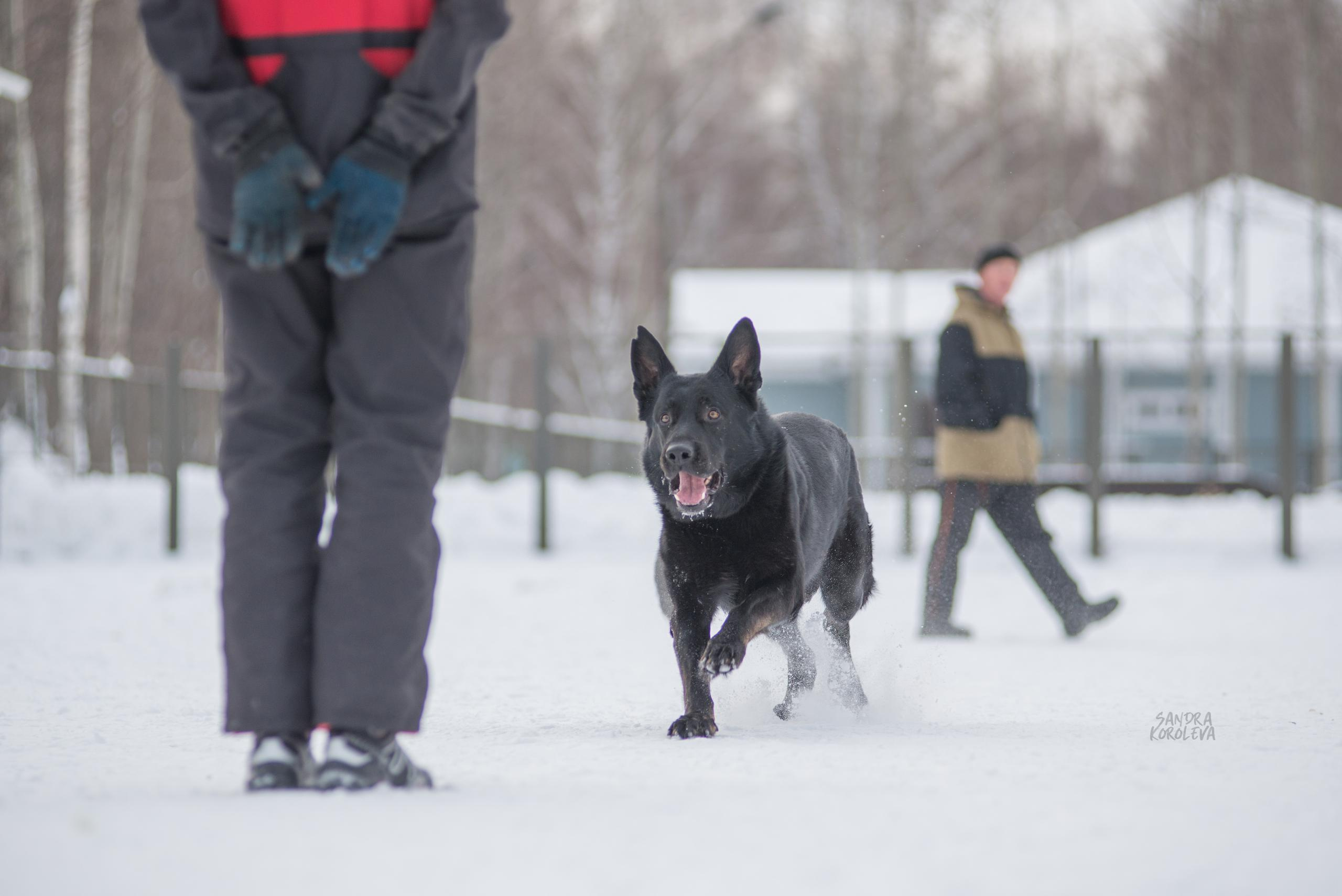 Тренинг с Сергеем Усковым 16-17.01.2021. Дог-фотограф в Тюмени Александра Королева