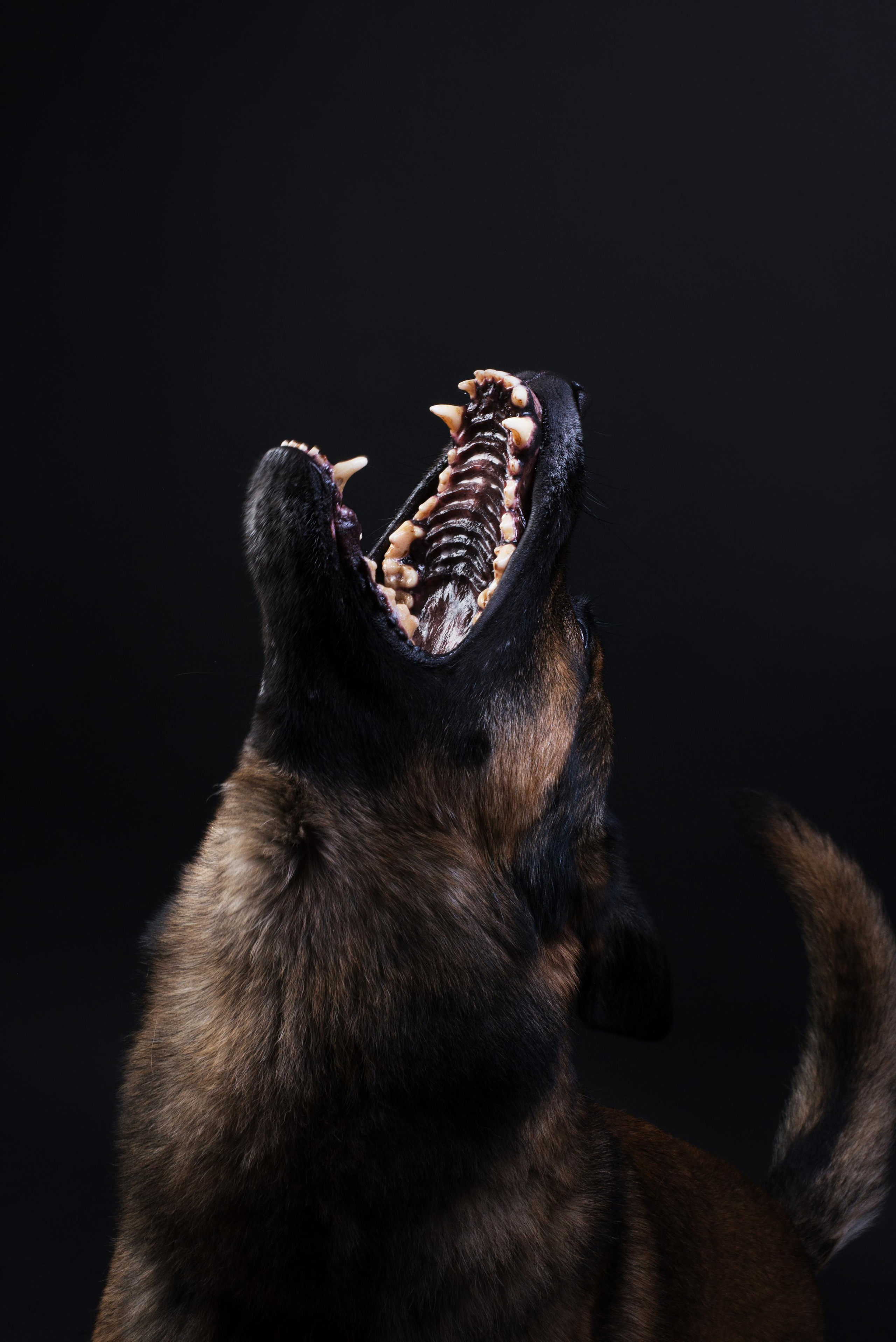 Black with dog. Дог-фотограф в Тюмени Александра Королева