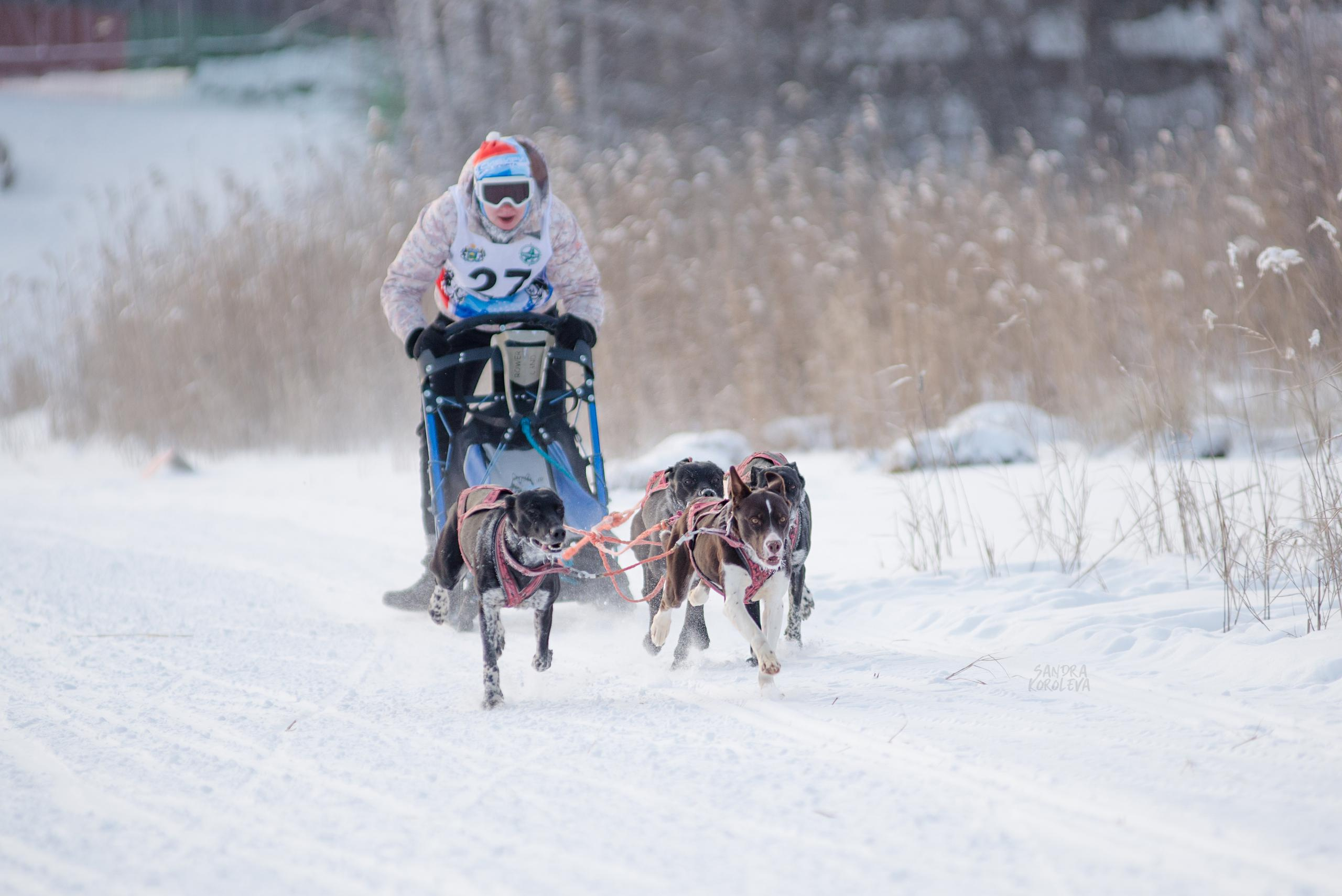 Рождественская гонка на Пруду Лесном 10.01.2021. Дог-фотограф в Тюмени Александра Королева