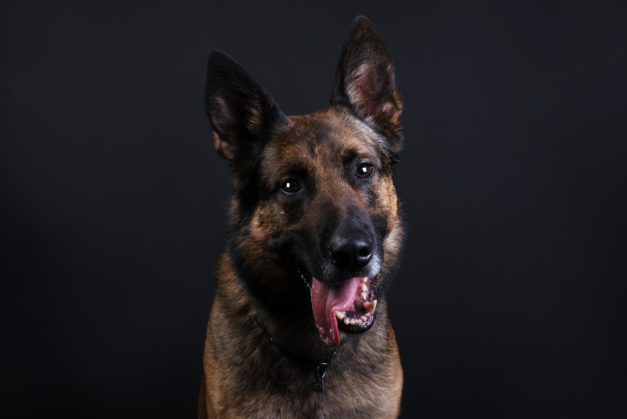 Black with dog. Дог-фотограф в Тюмени Александра Королева