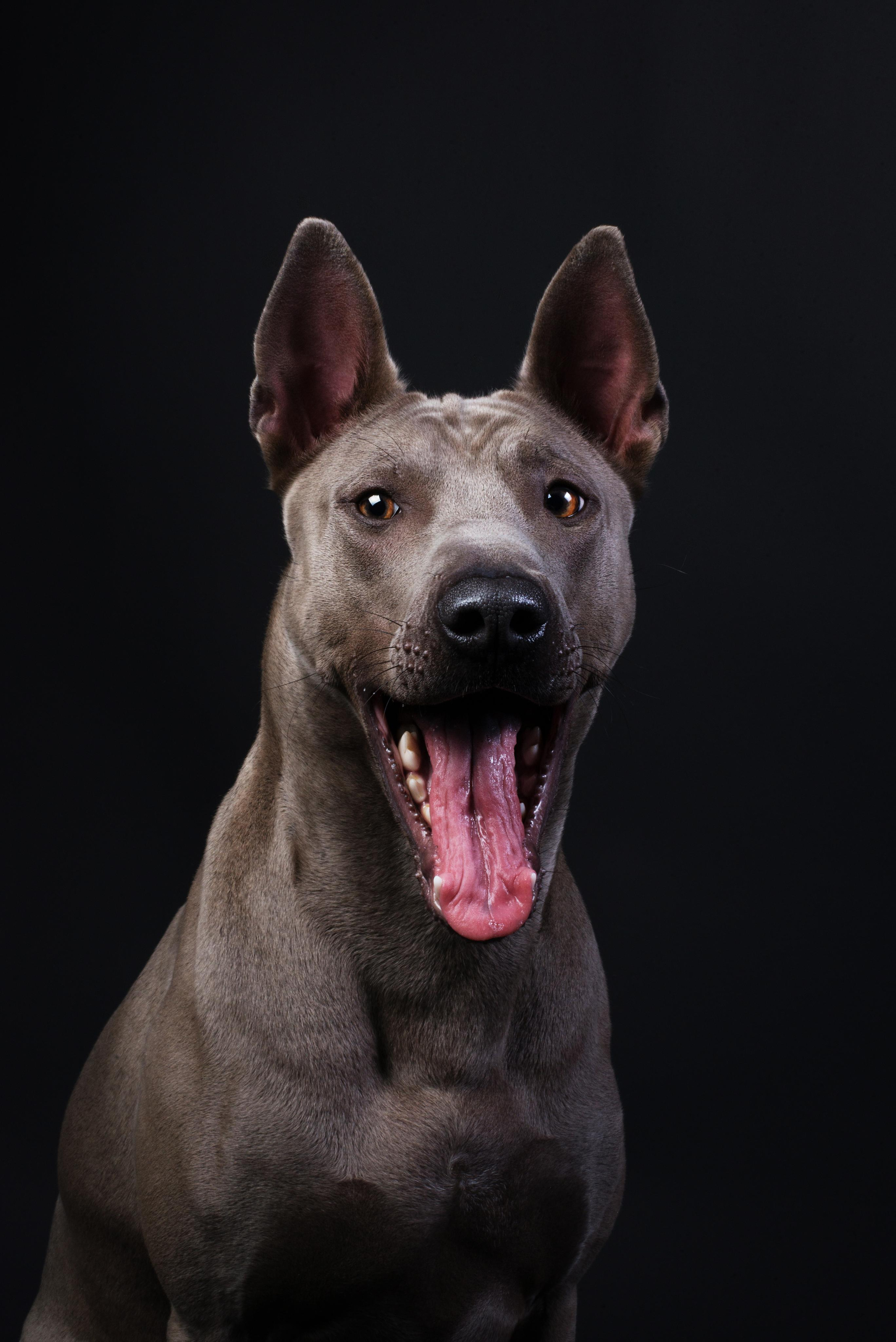 Black with dog. Дог-фотограф в Тюмени Александра Королева