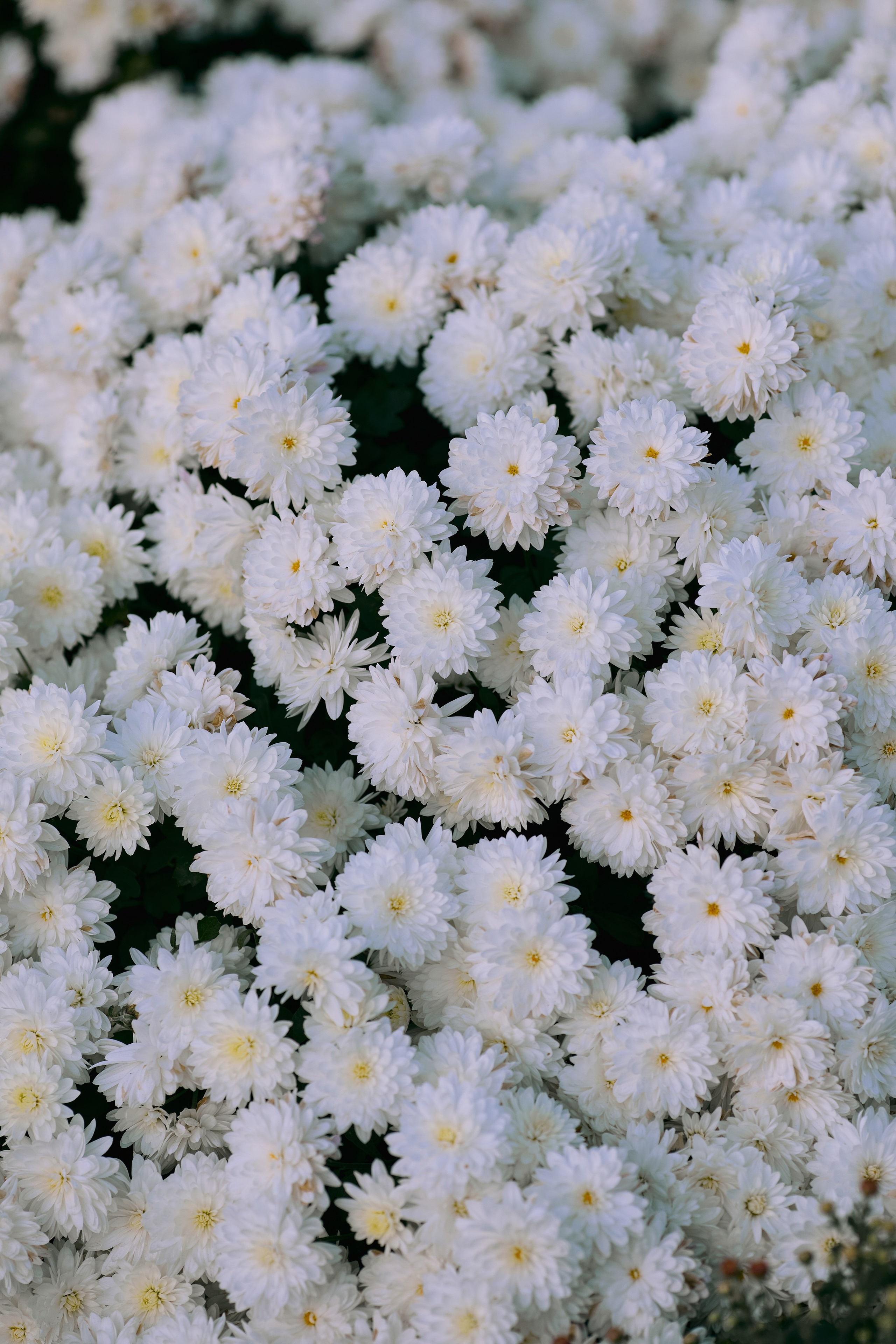 Вертикальный цветочный фон для смартфона