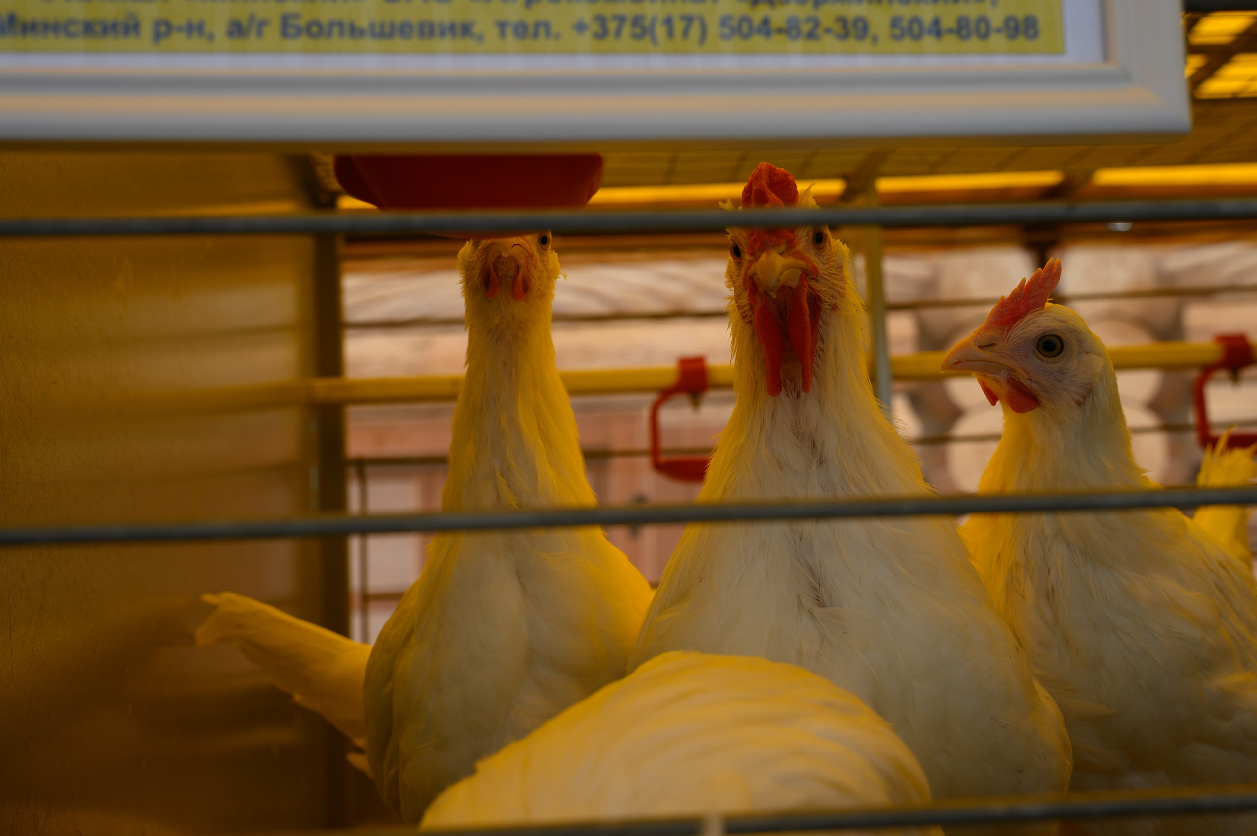 Агровыставка. Фотоуслуги, услуги фотографа, фотографирование важных событий