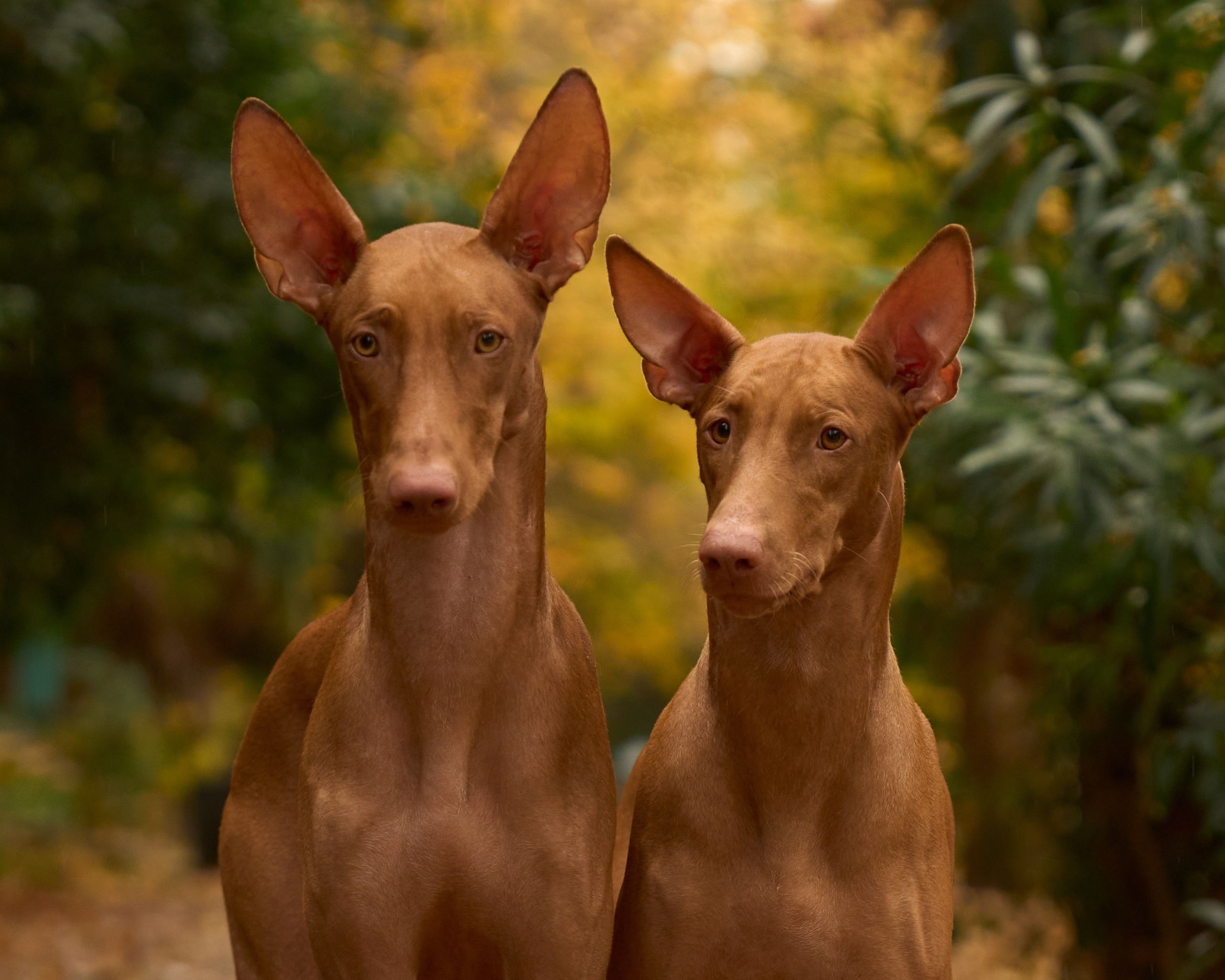 Животные отдельно