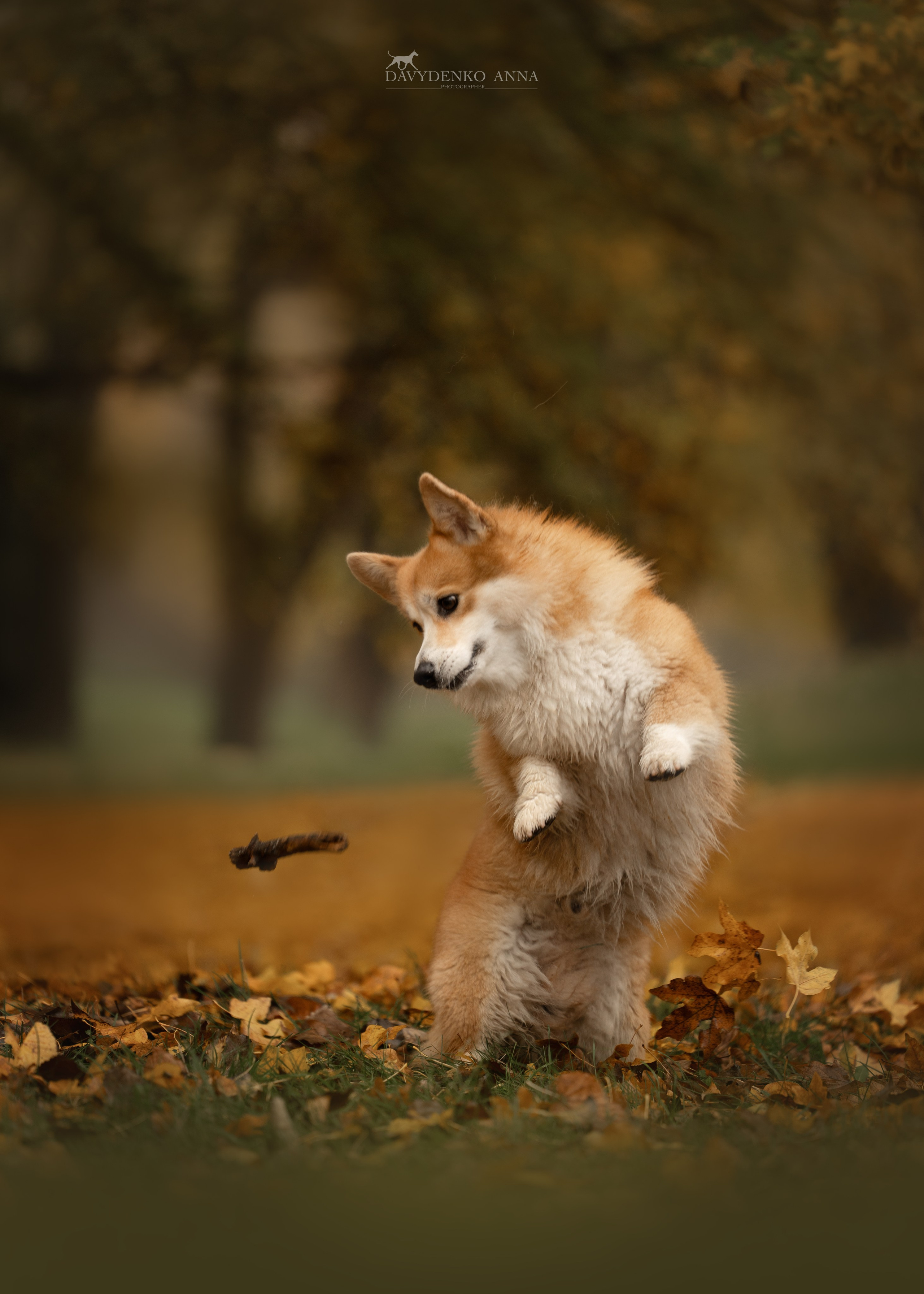 вельш корги пемброк фотограф анималист краснодар