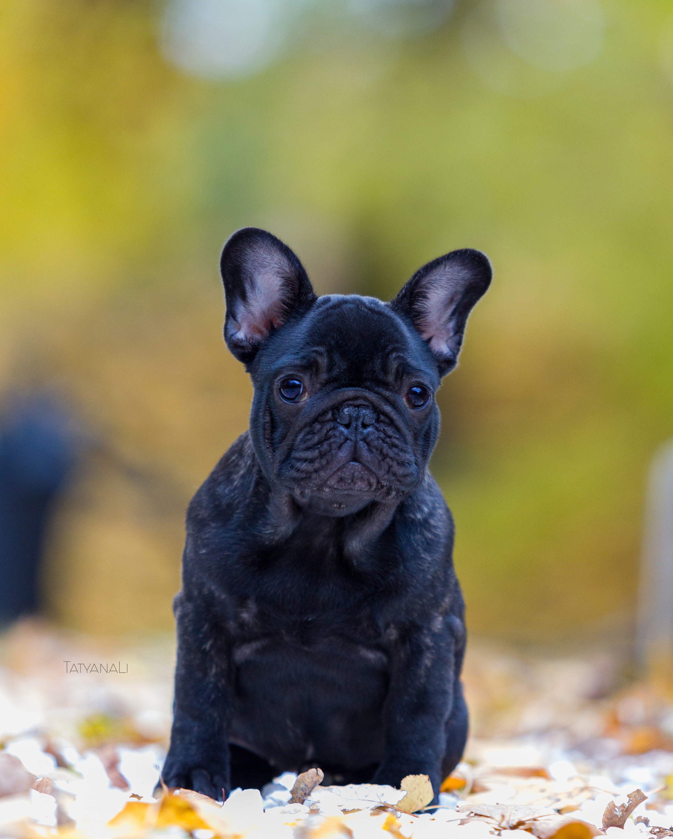 Французкий бульдог. Фотограф — анималист Татьяна Ли