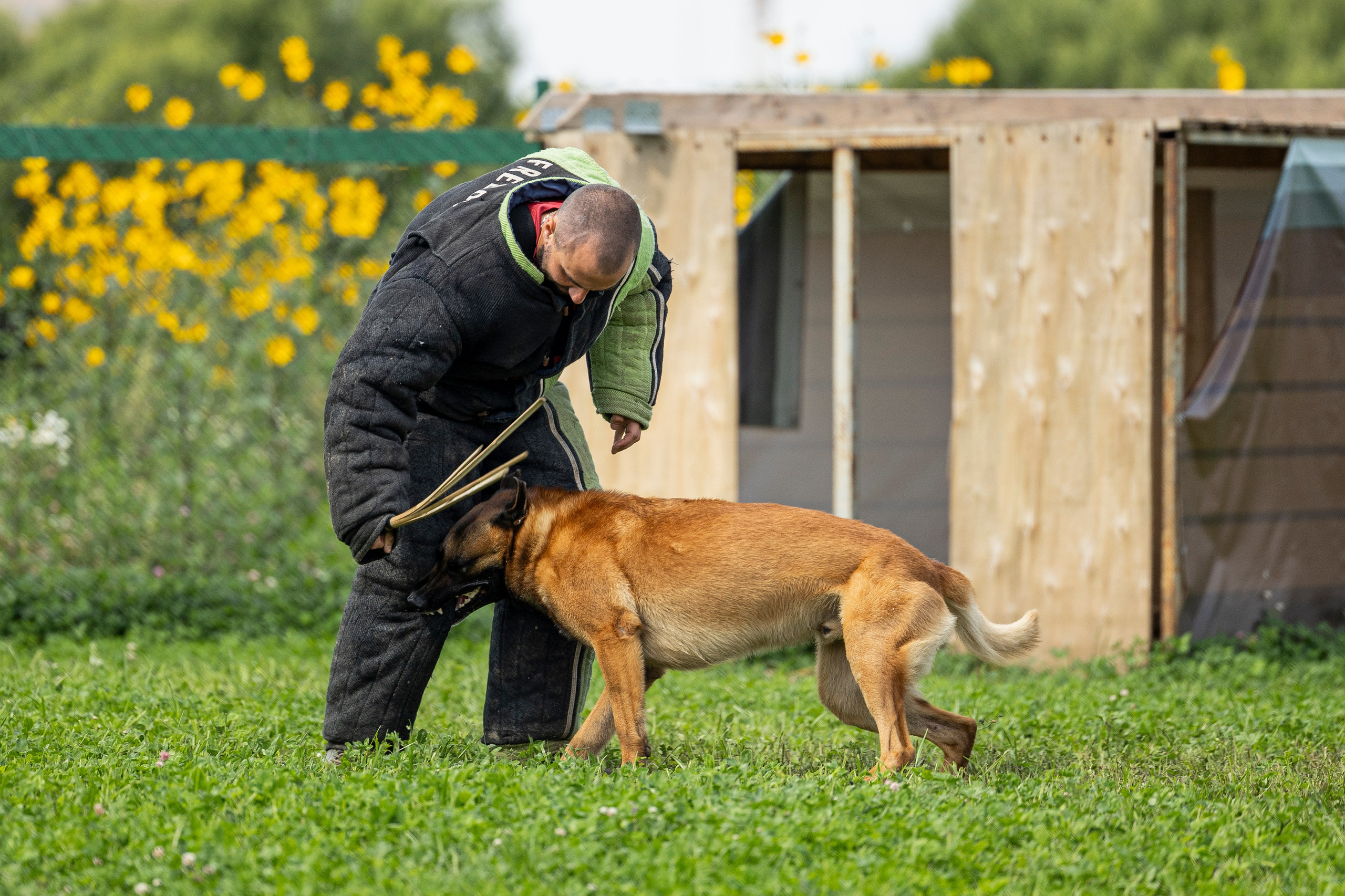 Соревнования по Мондьорингу г. Вологда 10-11.08.2024. Фотограф-анималист Анна Маринич