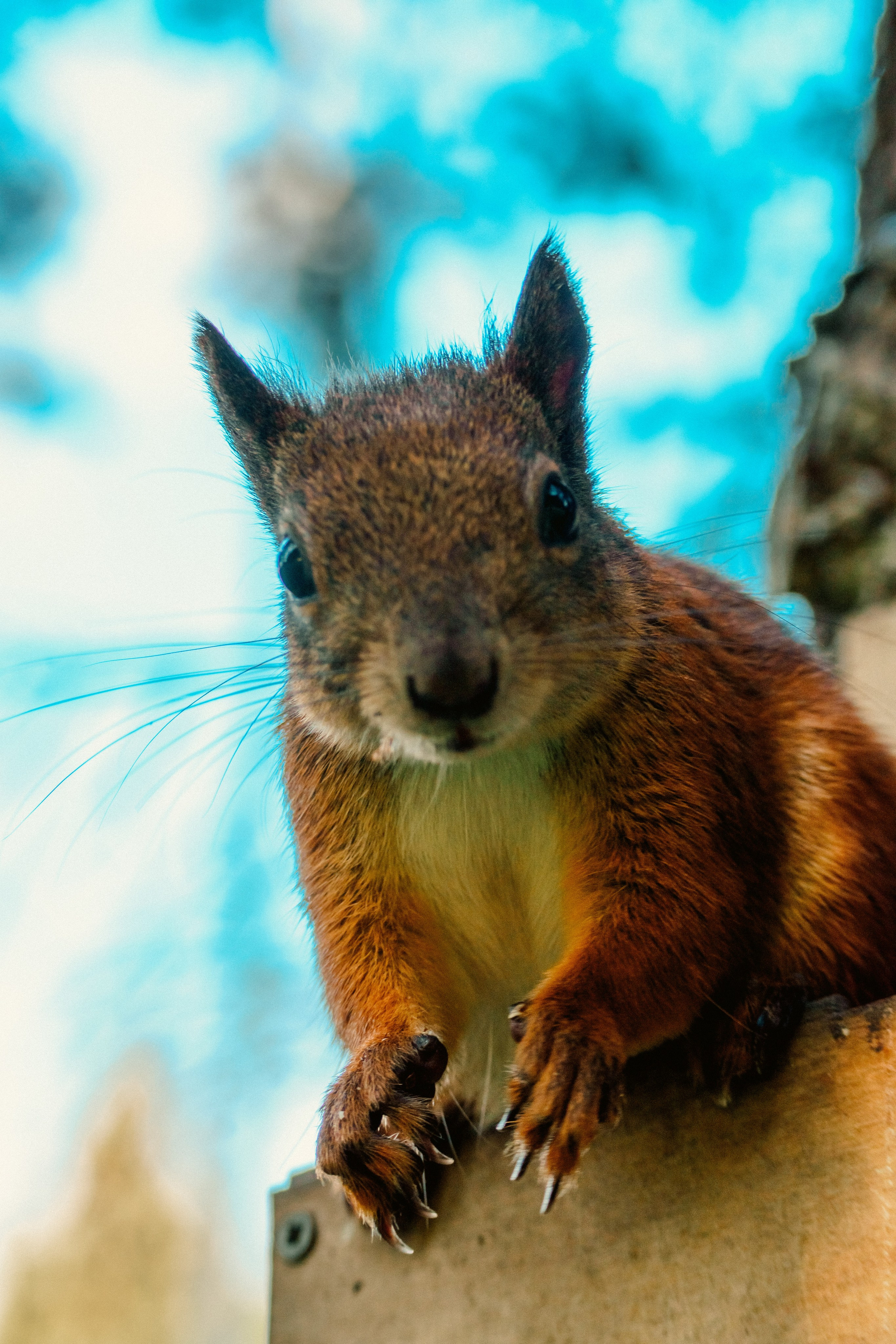 Животные. Фотограф в Санкт-Петербурге Ибрагимова Алина