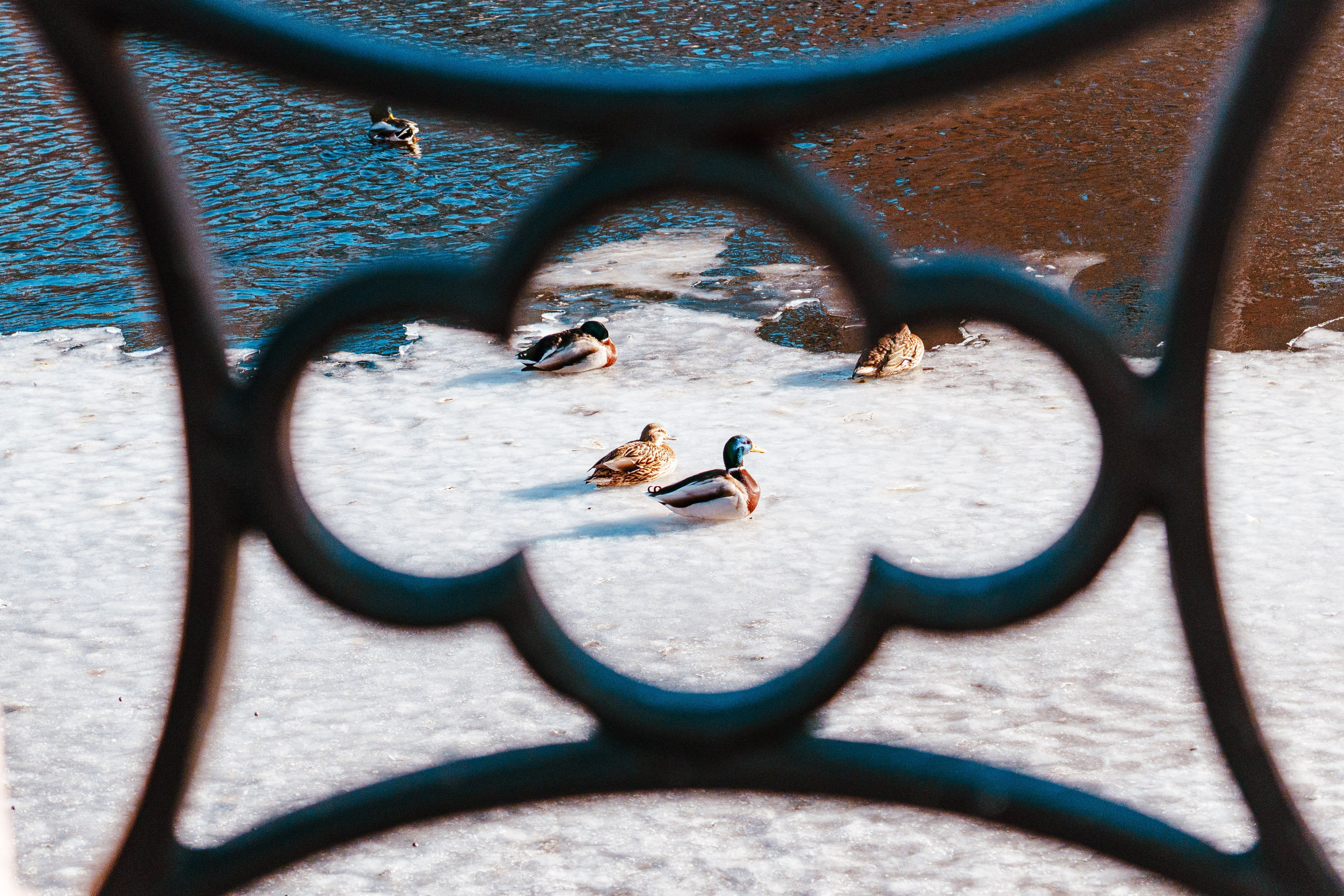 Санкт-Петербург. Фотограф в Санкт-Петербурге Ибрагимова Алина