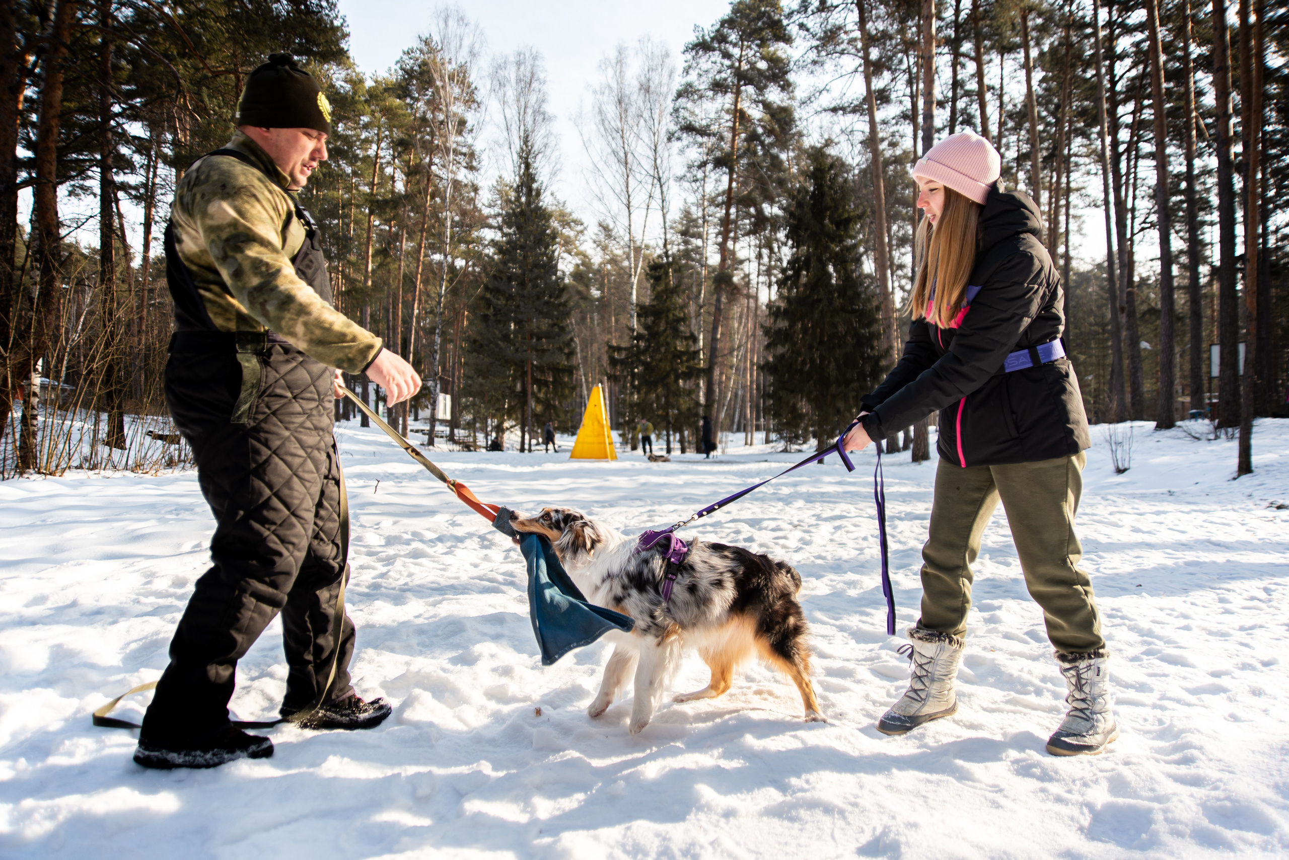 Фотосъёмка с собаками в Кинологическом лагере. Фотограф Макс Огурцов в Нижнем Новгороде