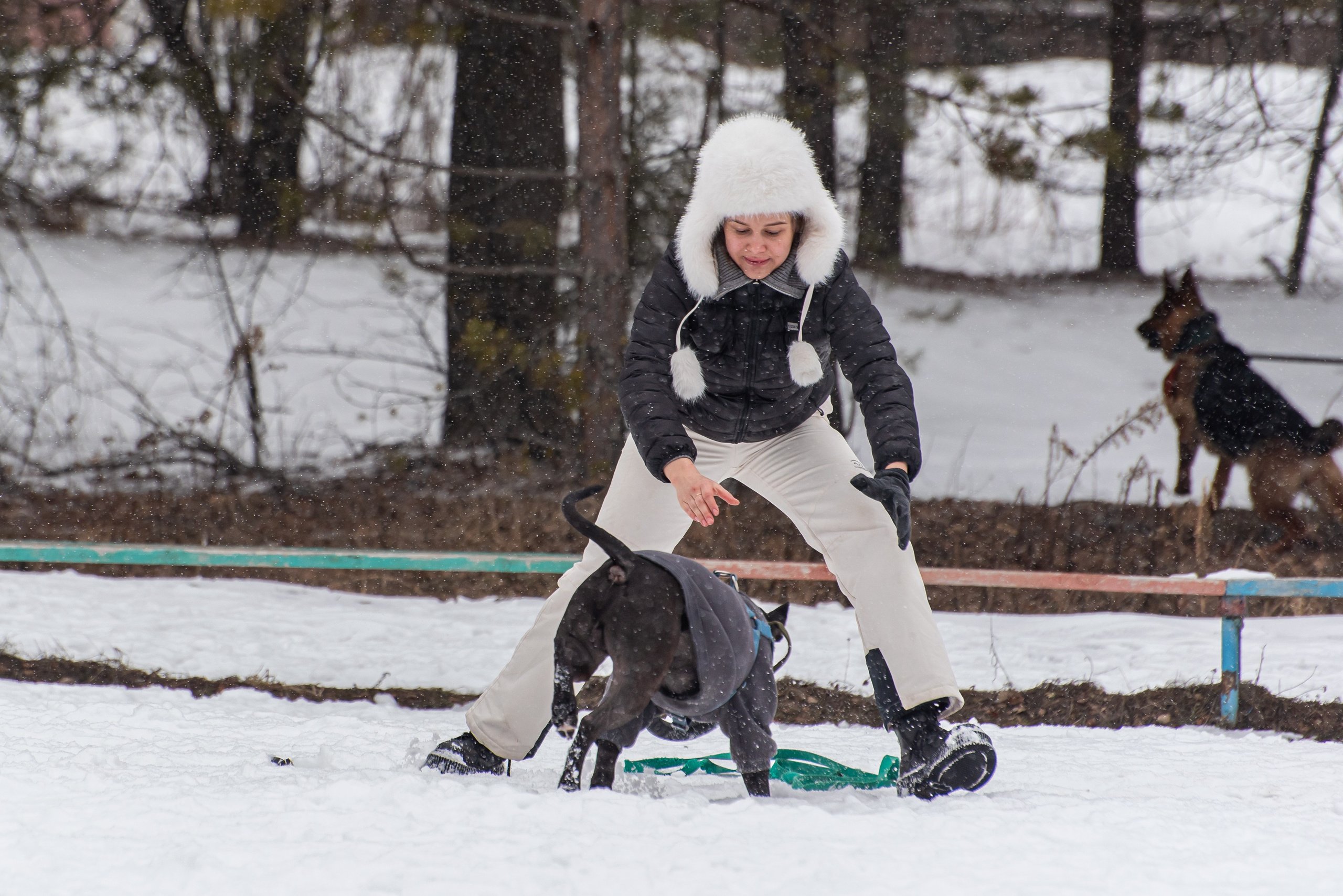 Фотосъёмка с собаками в Кинологическом лагере. Фотограф Макс Огурцов в Нижнем Новгороде